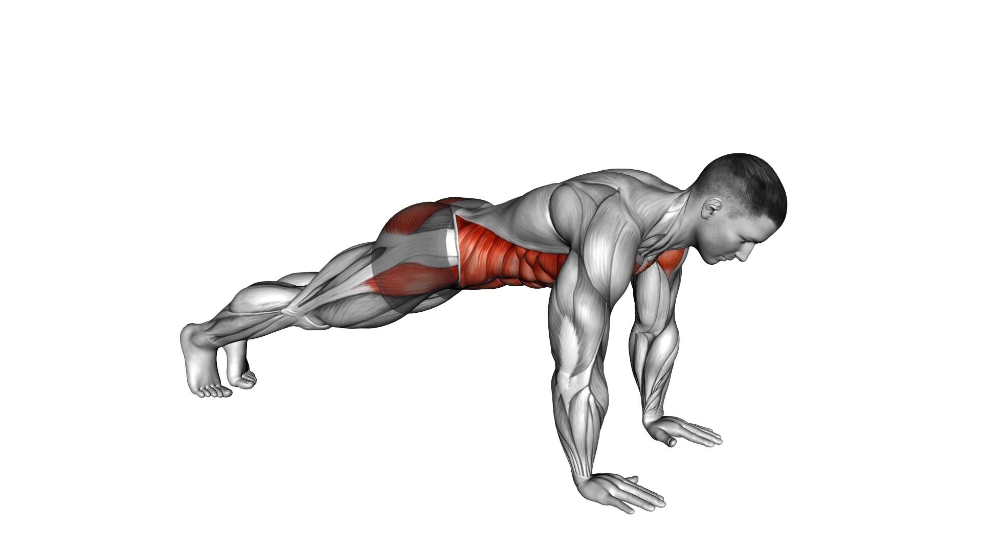 Protraction Plank exercise demonstration