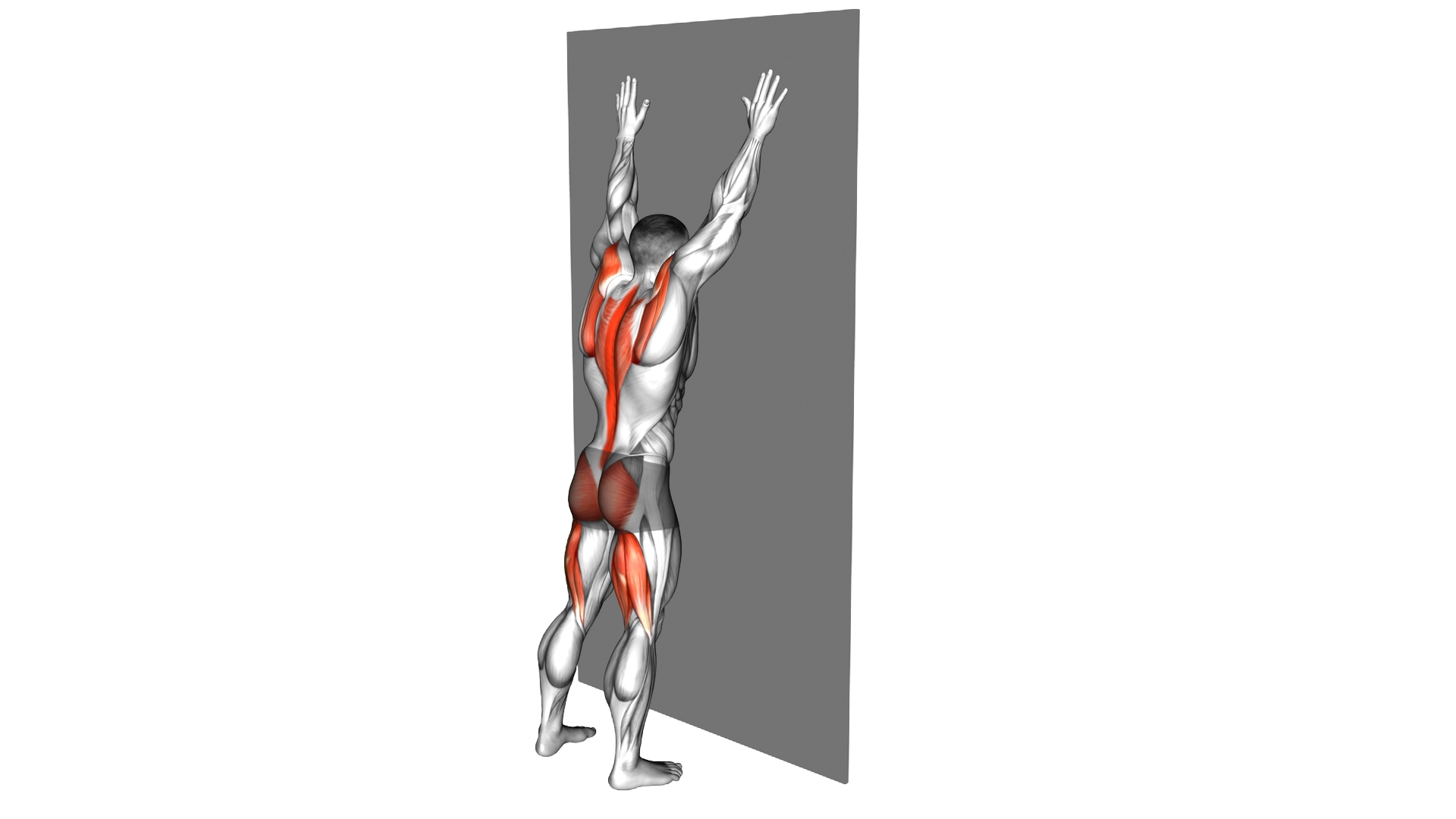 Opposite Arm and Leg Raise against Wall exercise demonstration