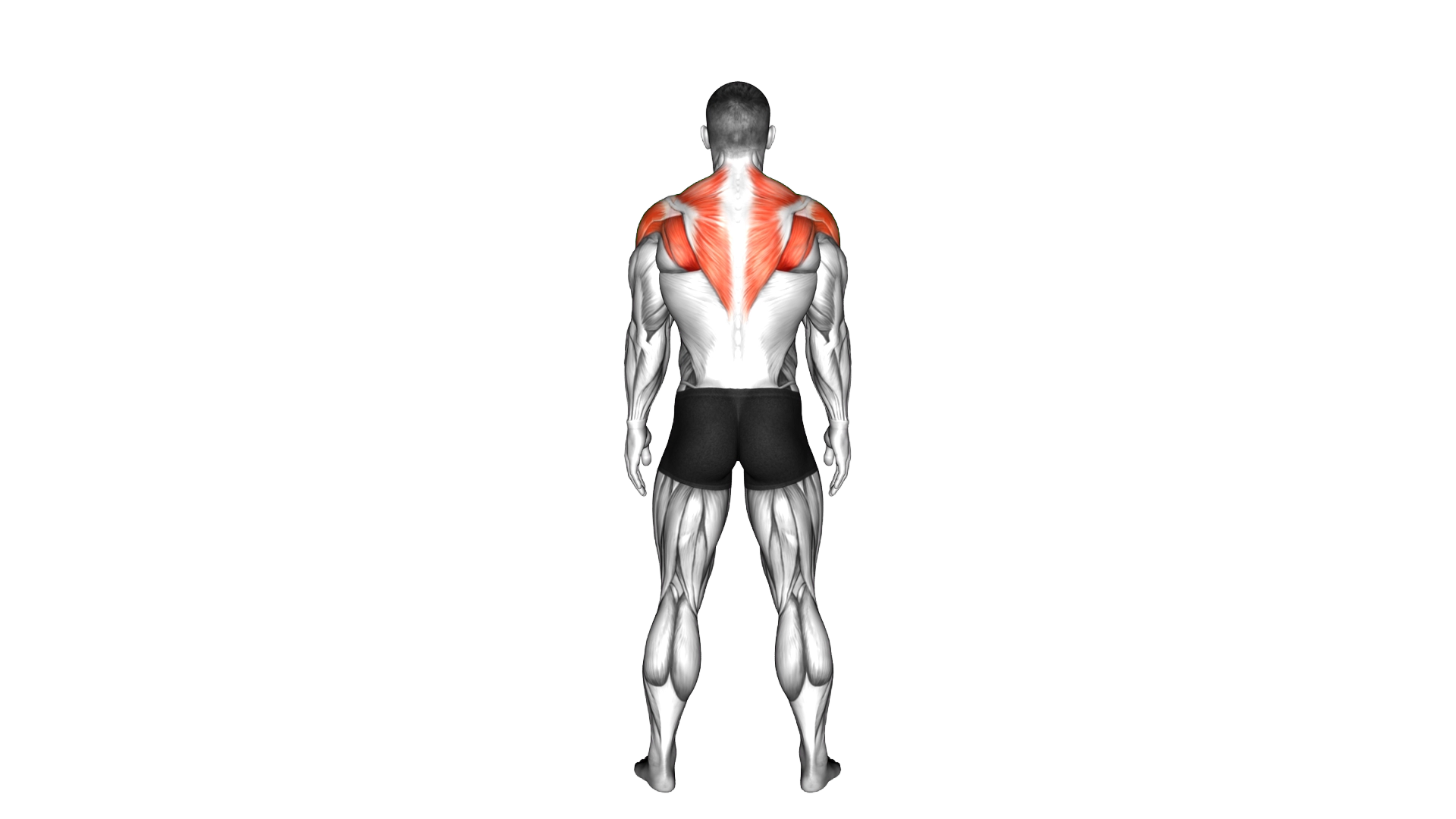 Standing Scapular Rotation exercise demonstration
