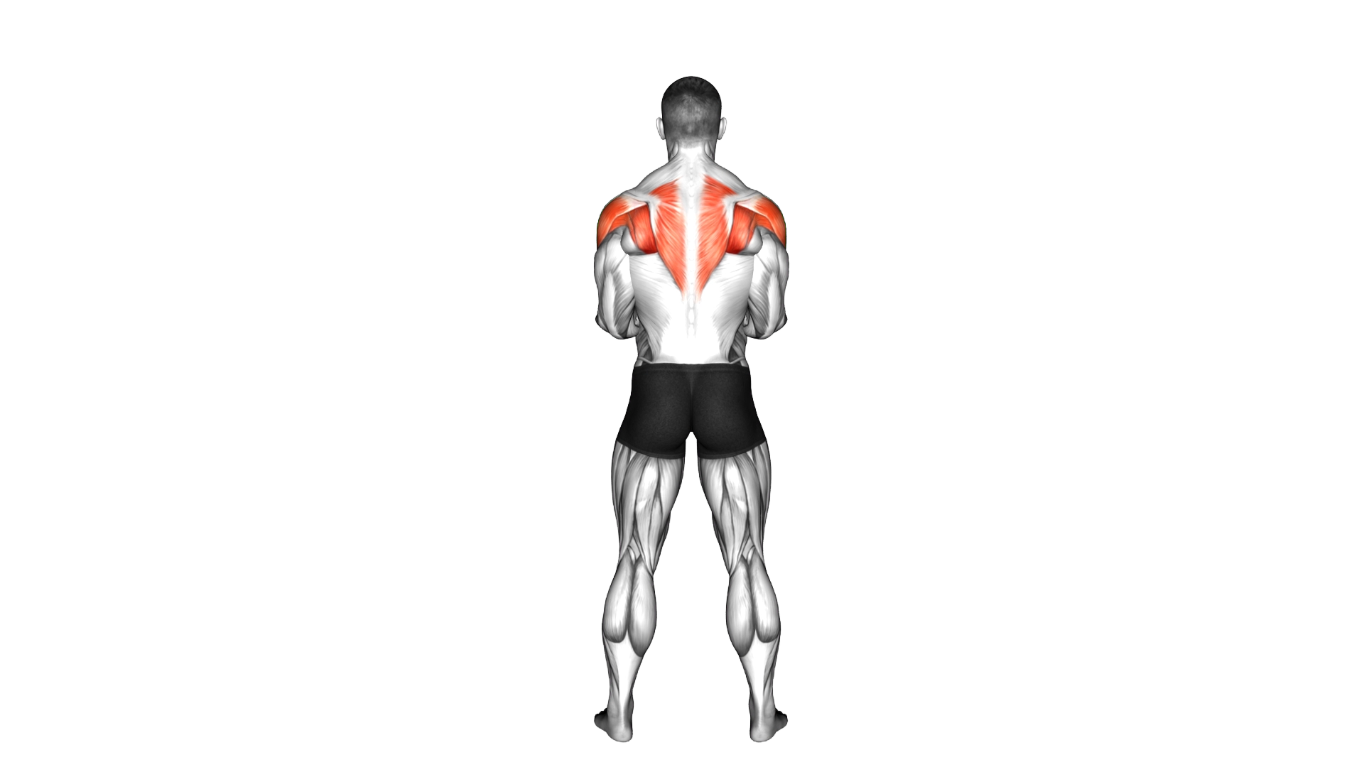 Dumbbell Standing Scapular External Rotation exercise demonstration