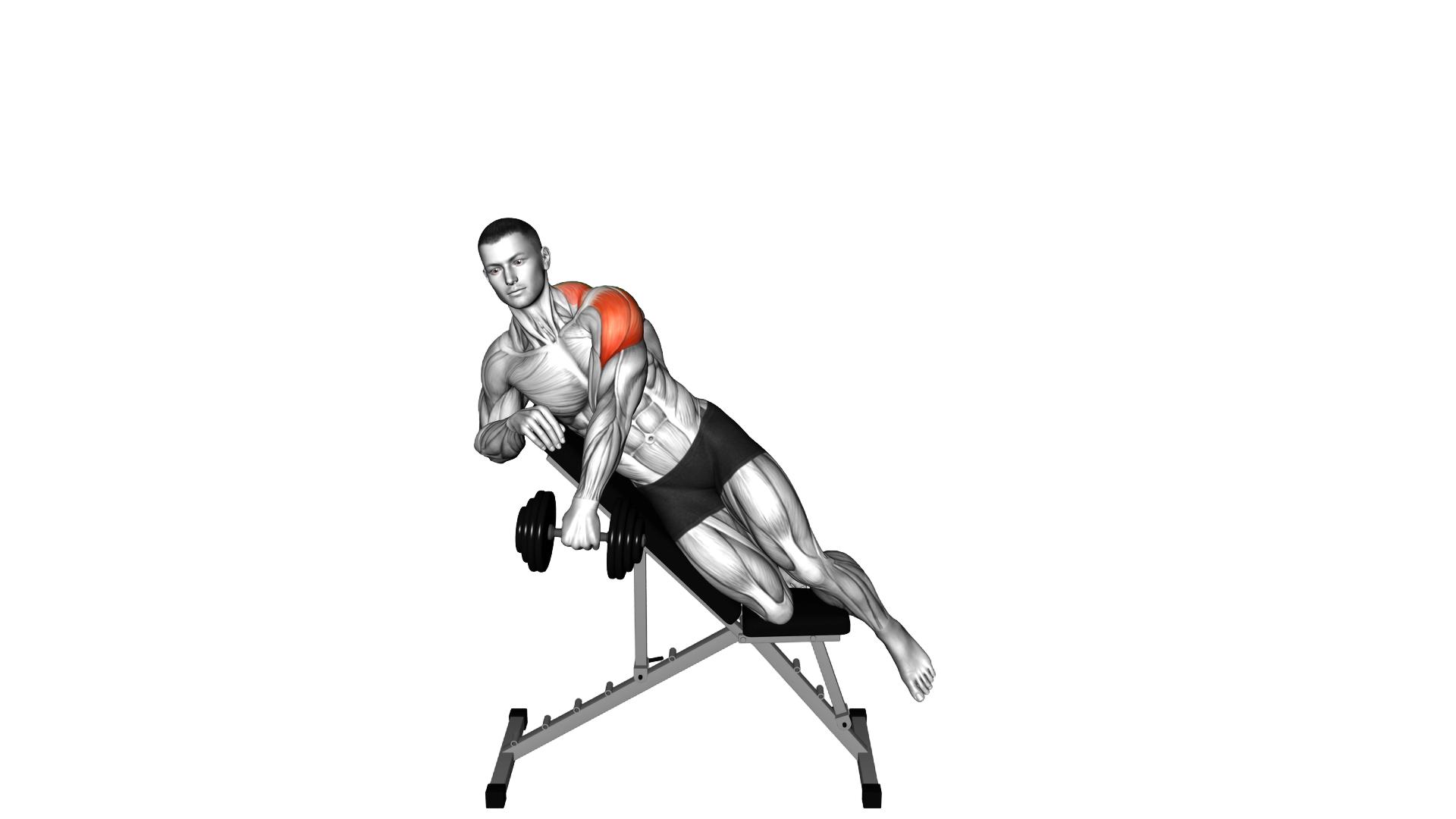 Dumbbell Incline Powell Raise exercise demonstration