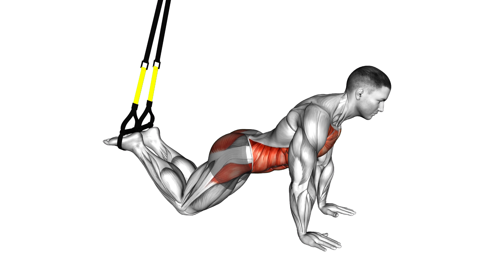 Suspender Front Plank exercise demonstration