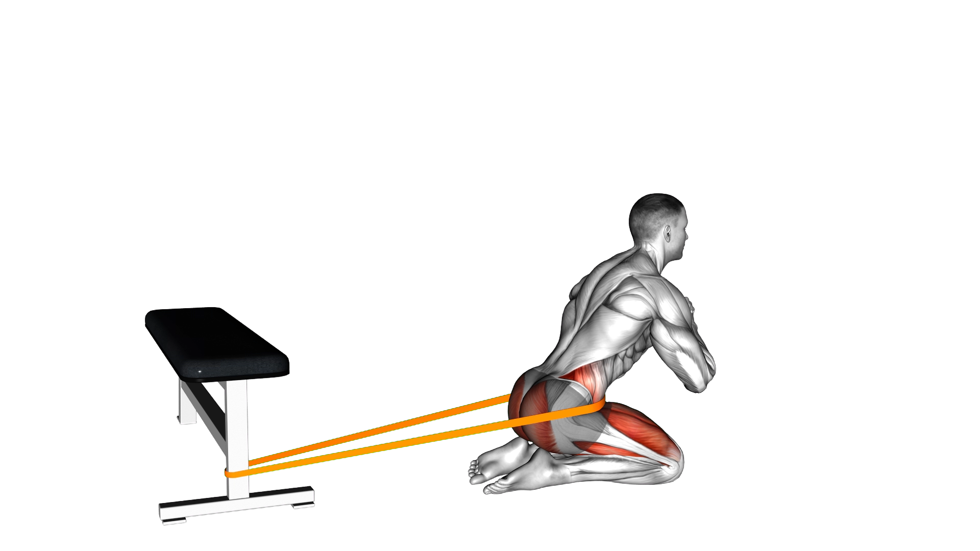 Resistance Band Hip Thrusts on Knees exercise demonstration