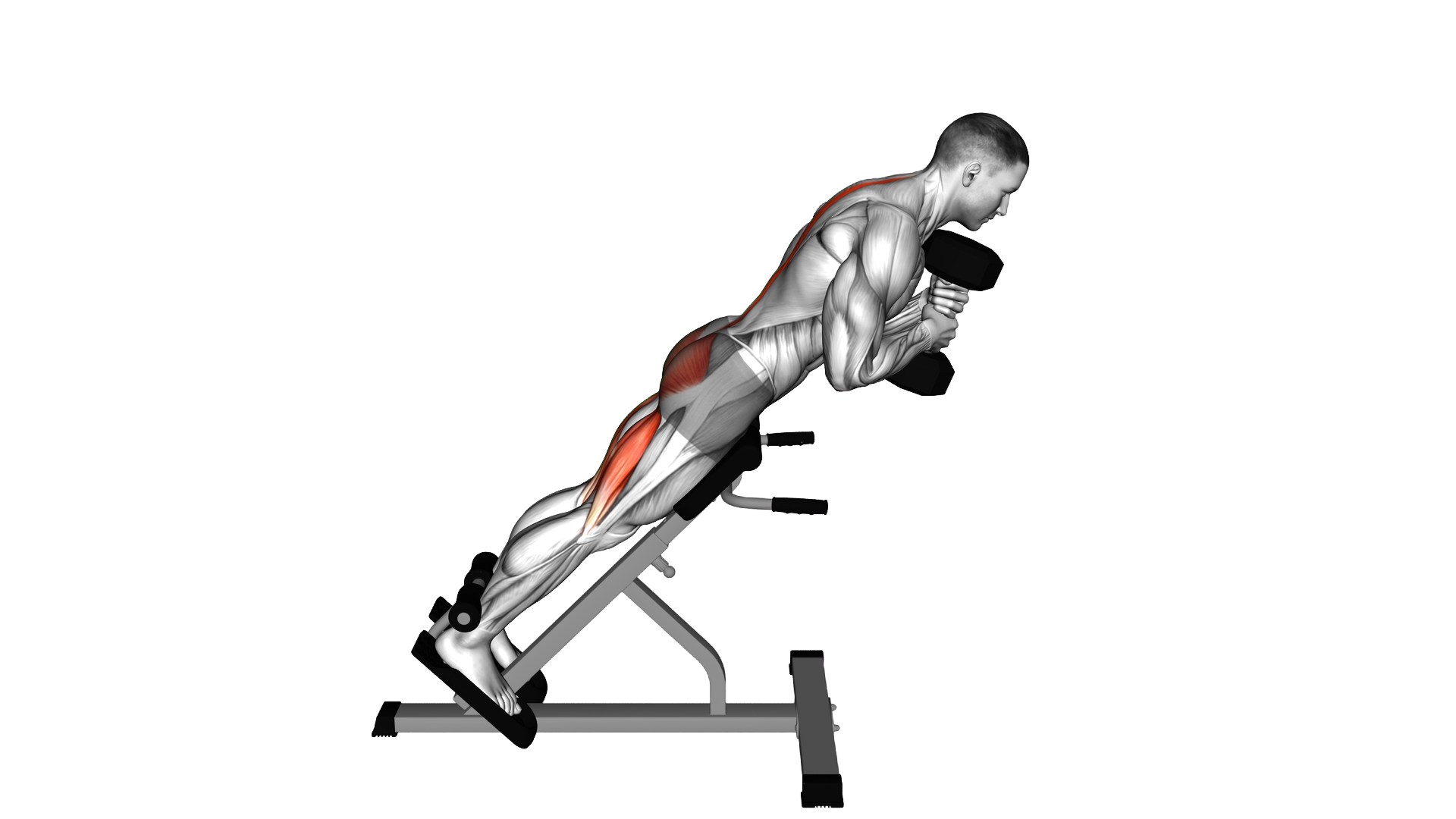 Dumbbell Hyperextension exercise demonstration