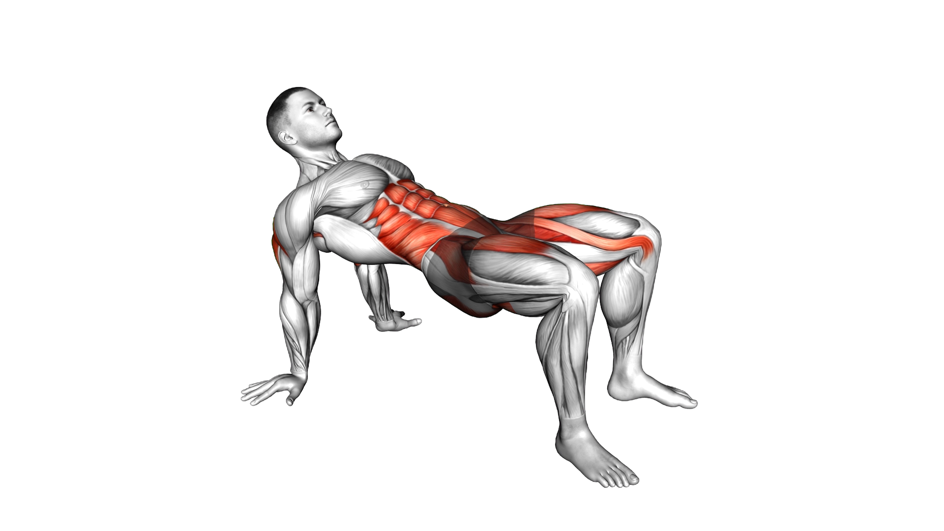 Crab Knee to Elbow exercise demonstration