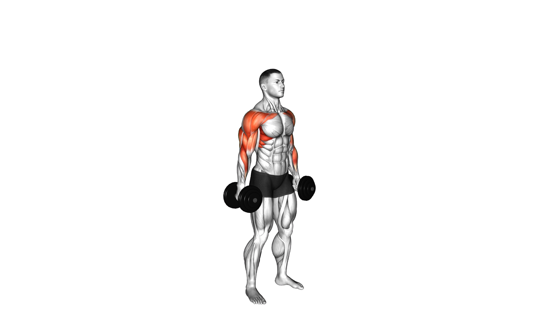 Dumbbell Standing Hammer Curl to Press exercise demonstration