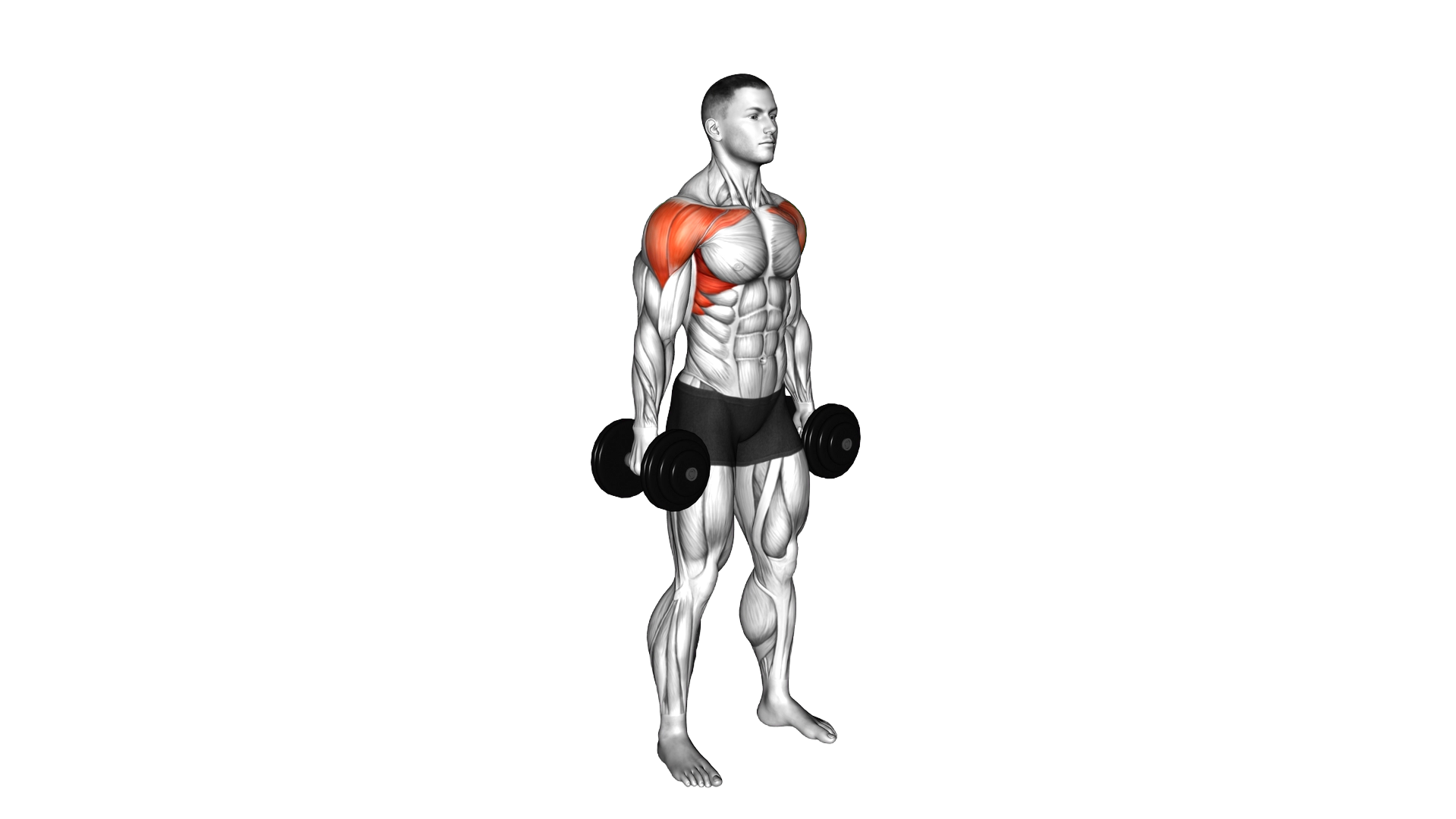 Dumbbell Standing Front to Lateral Raise exercise demonstration