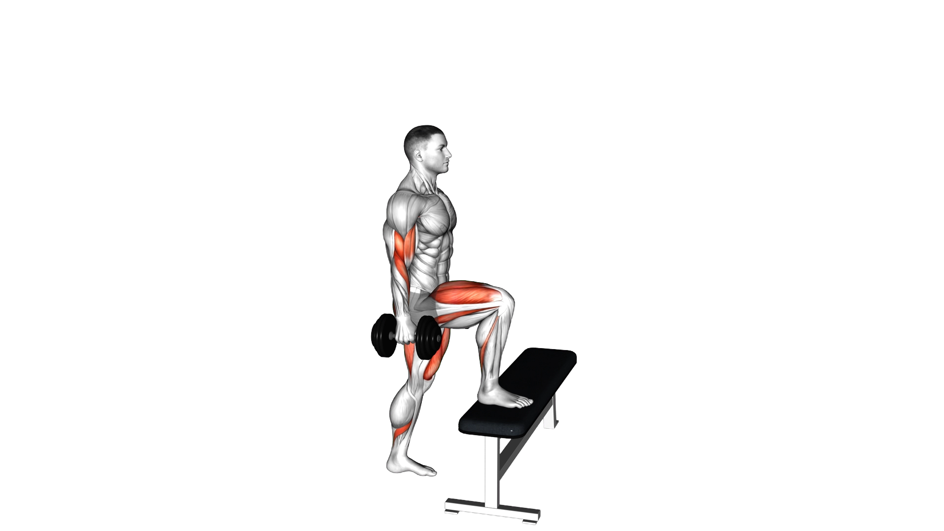 Dumbbell Step up Biceps Curl exercise demonstration