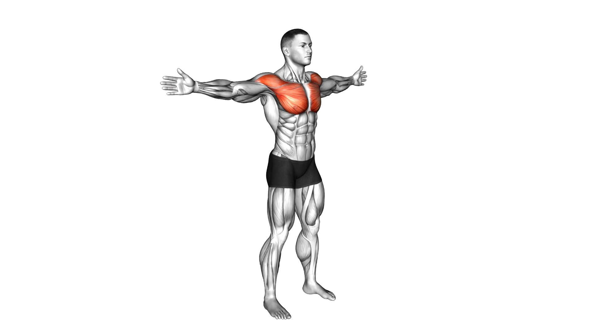 Bodyweight Standing Straight Arm Chest Fly exercise demonstration