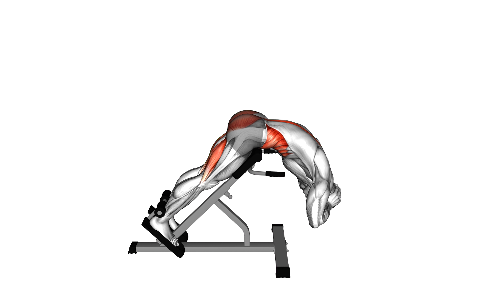 45 degree Twisting Hyperextension exercise demonstration
