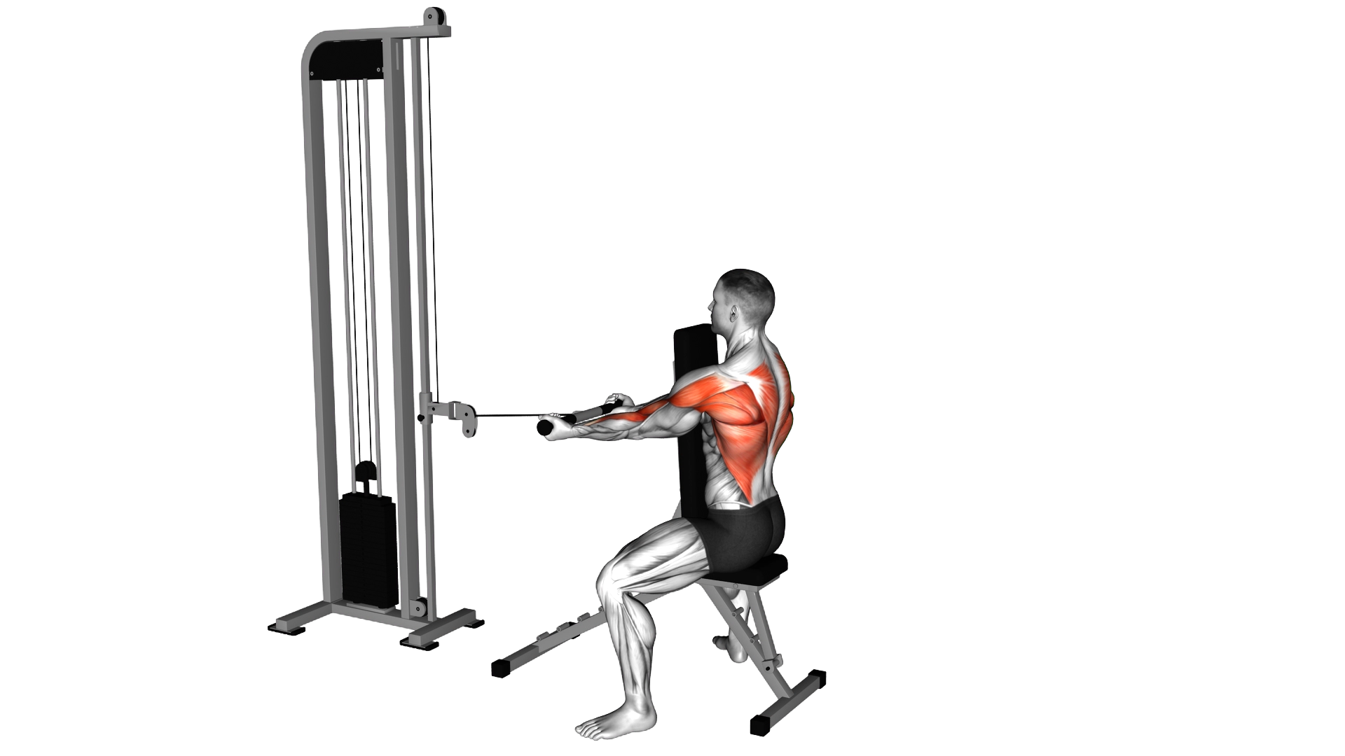 Cable Front Seated Row exercise demonstration