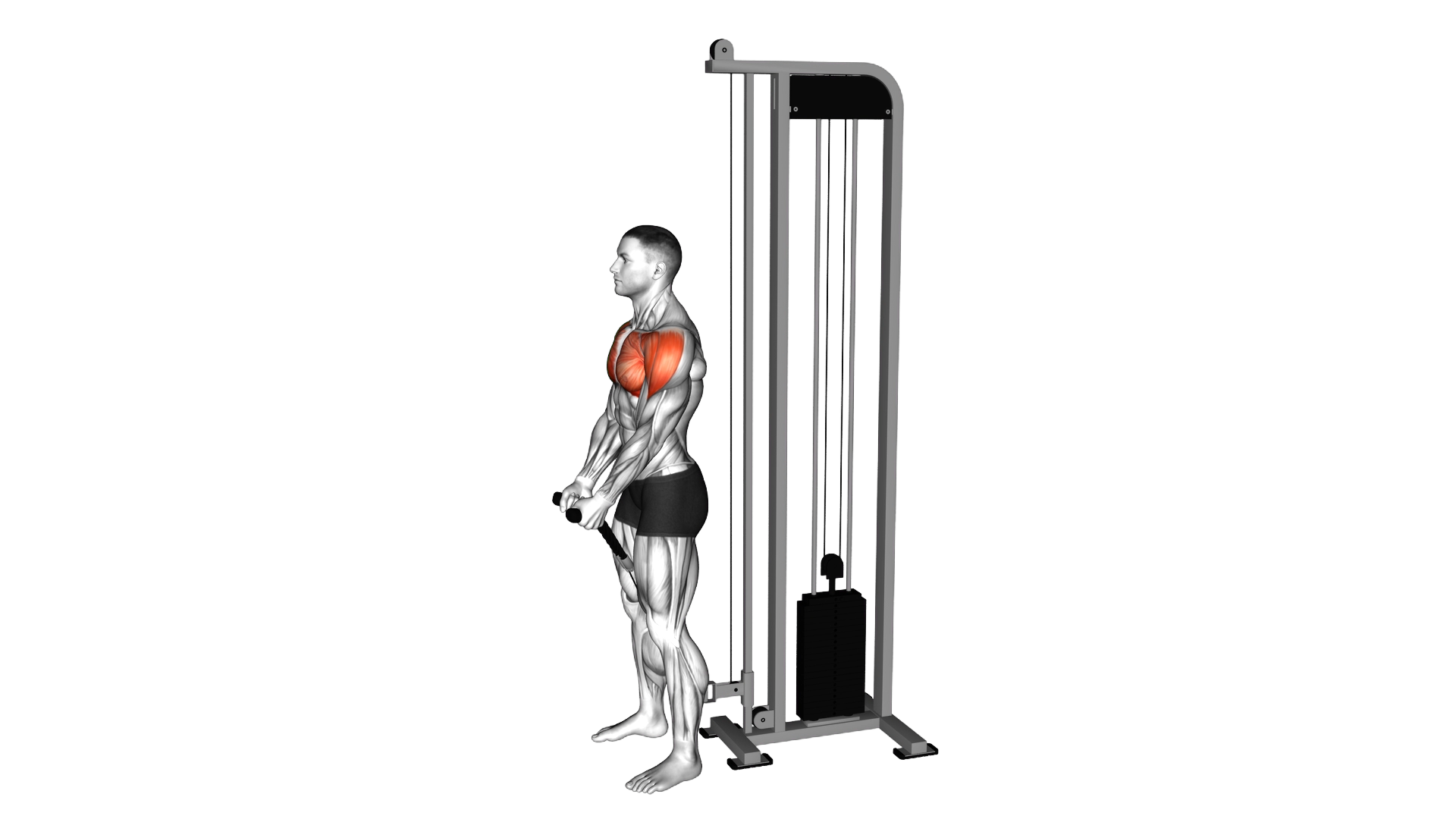 Cable Front Raise (rope attachment) exercise demonstration