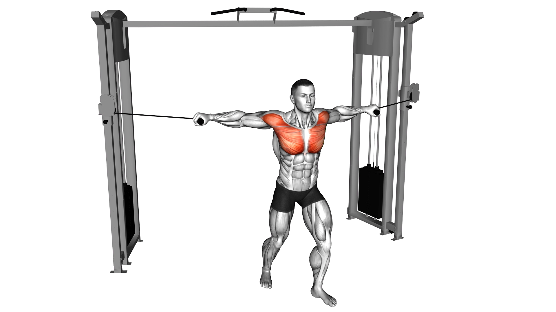 Cable Standing Neutral grip Fly exercise demonstration
