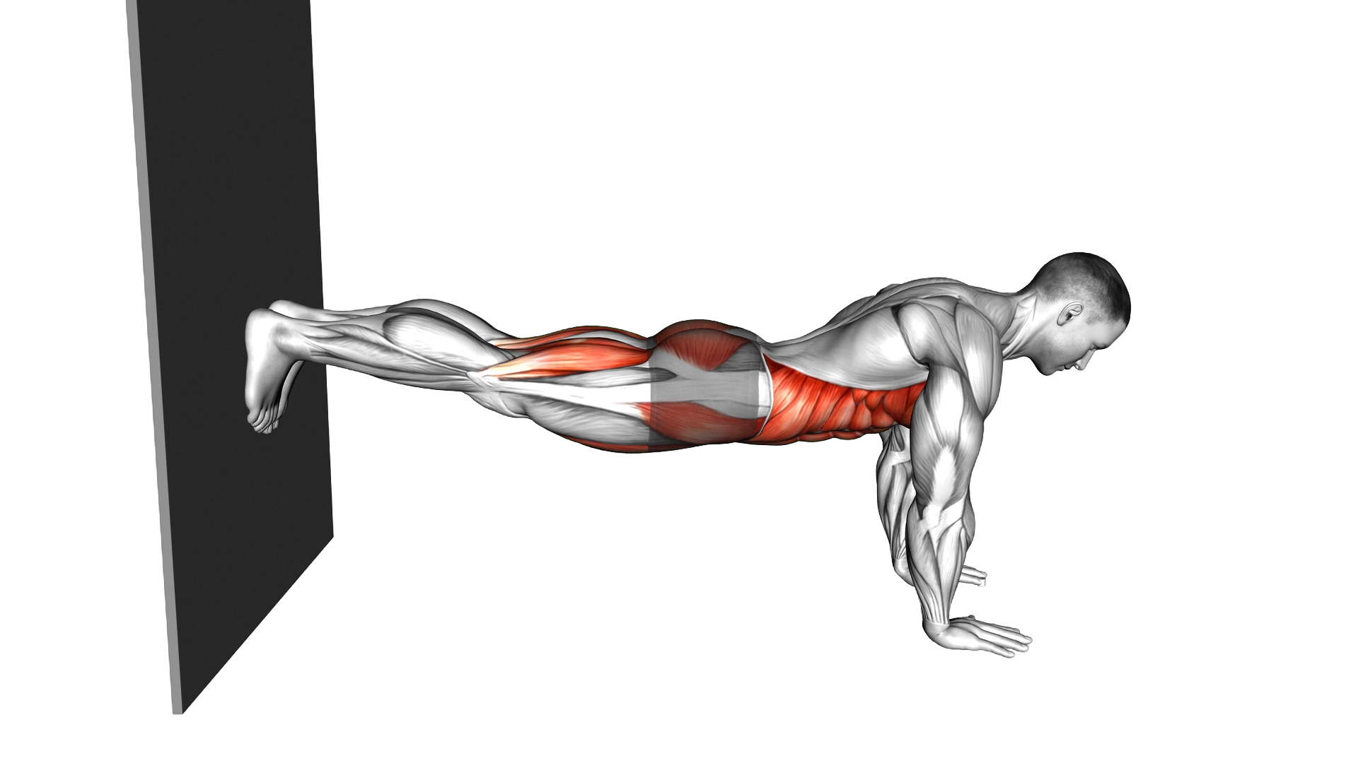 Front Plank against Wall exercise demonstration