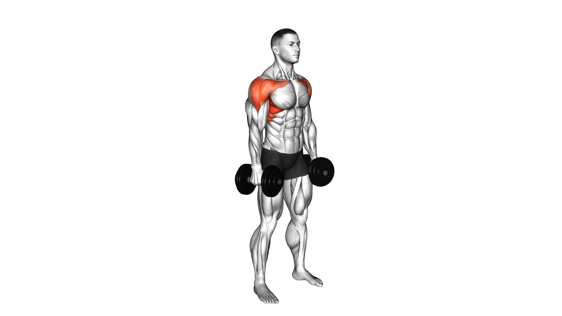 Dumbbell Standing Front and Lateral Raise exercise demonstration