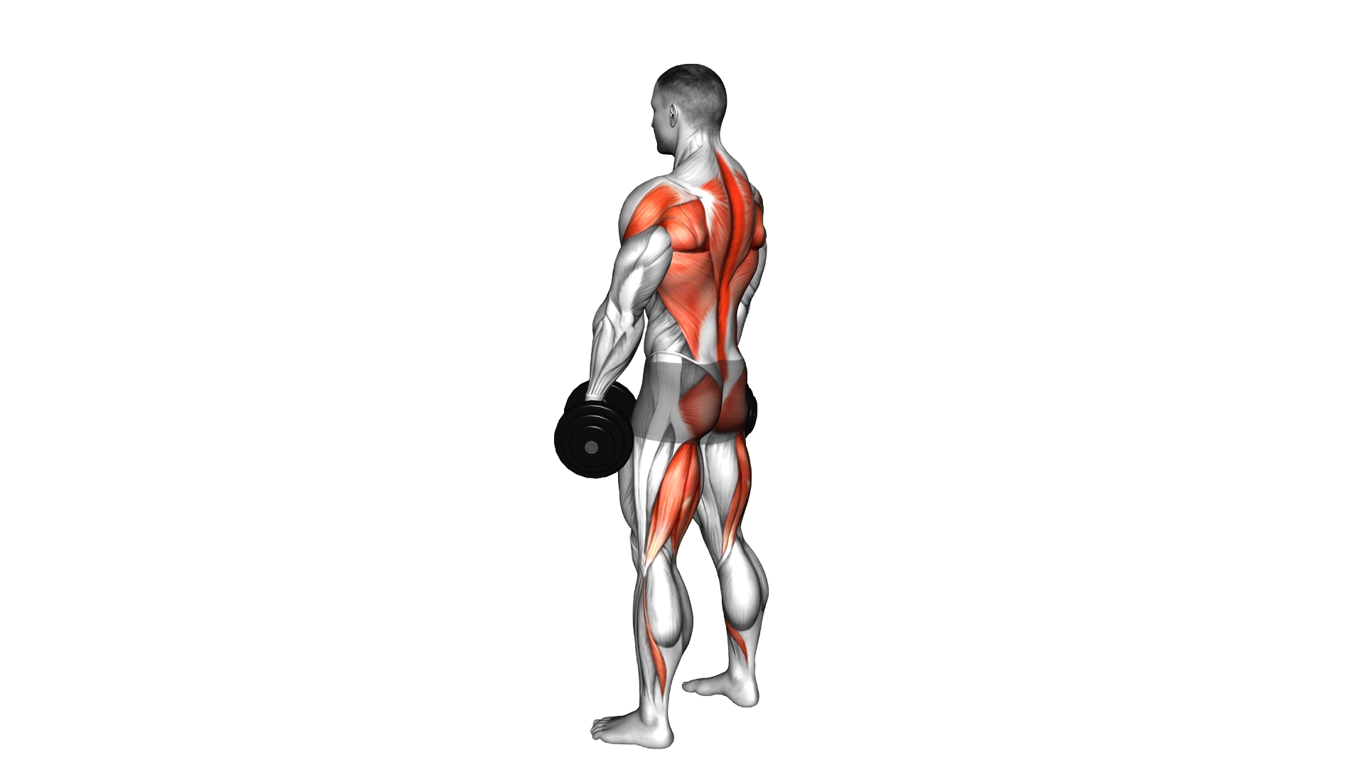 Dumbbell Romanian Deadlift to Bent Over Row exercise demonstration