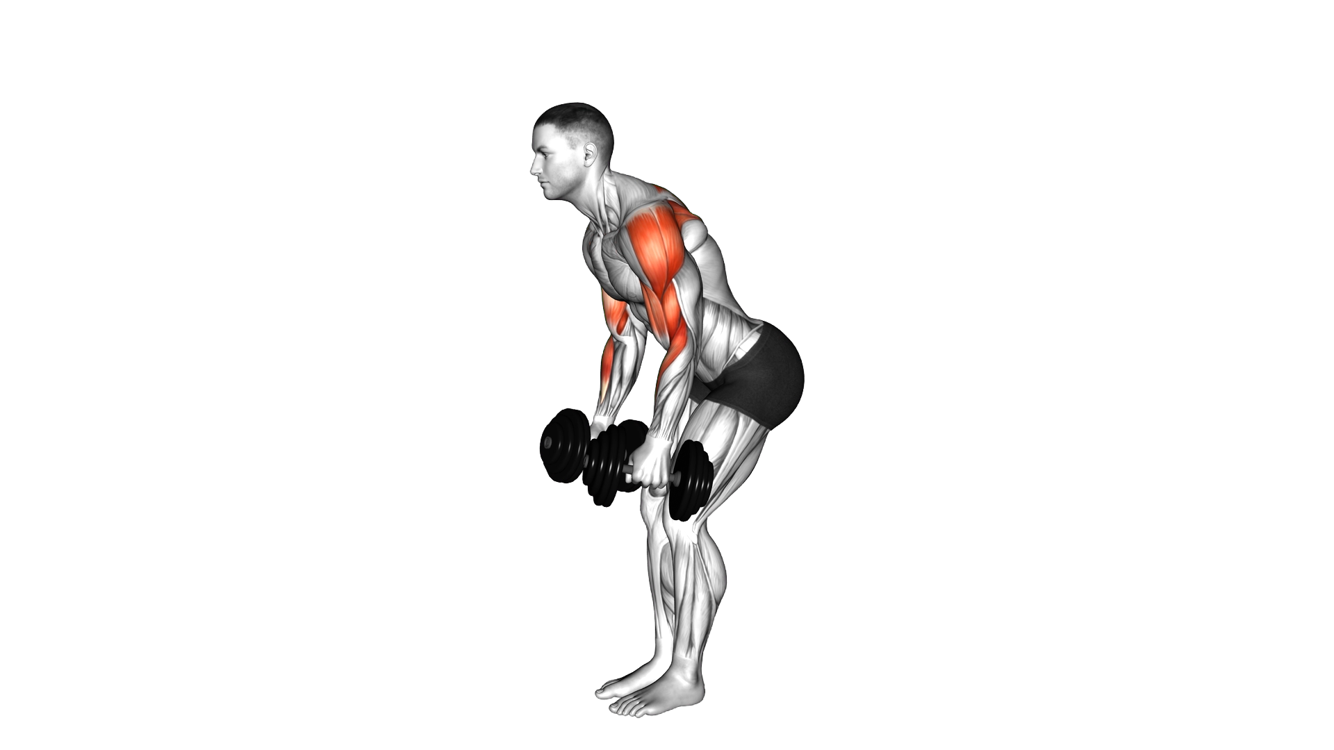 Dumbbell Bent Over Reverse Fly to Hammer Curl exercise demonstration