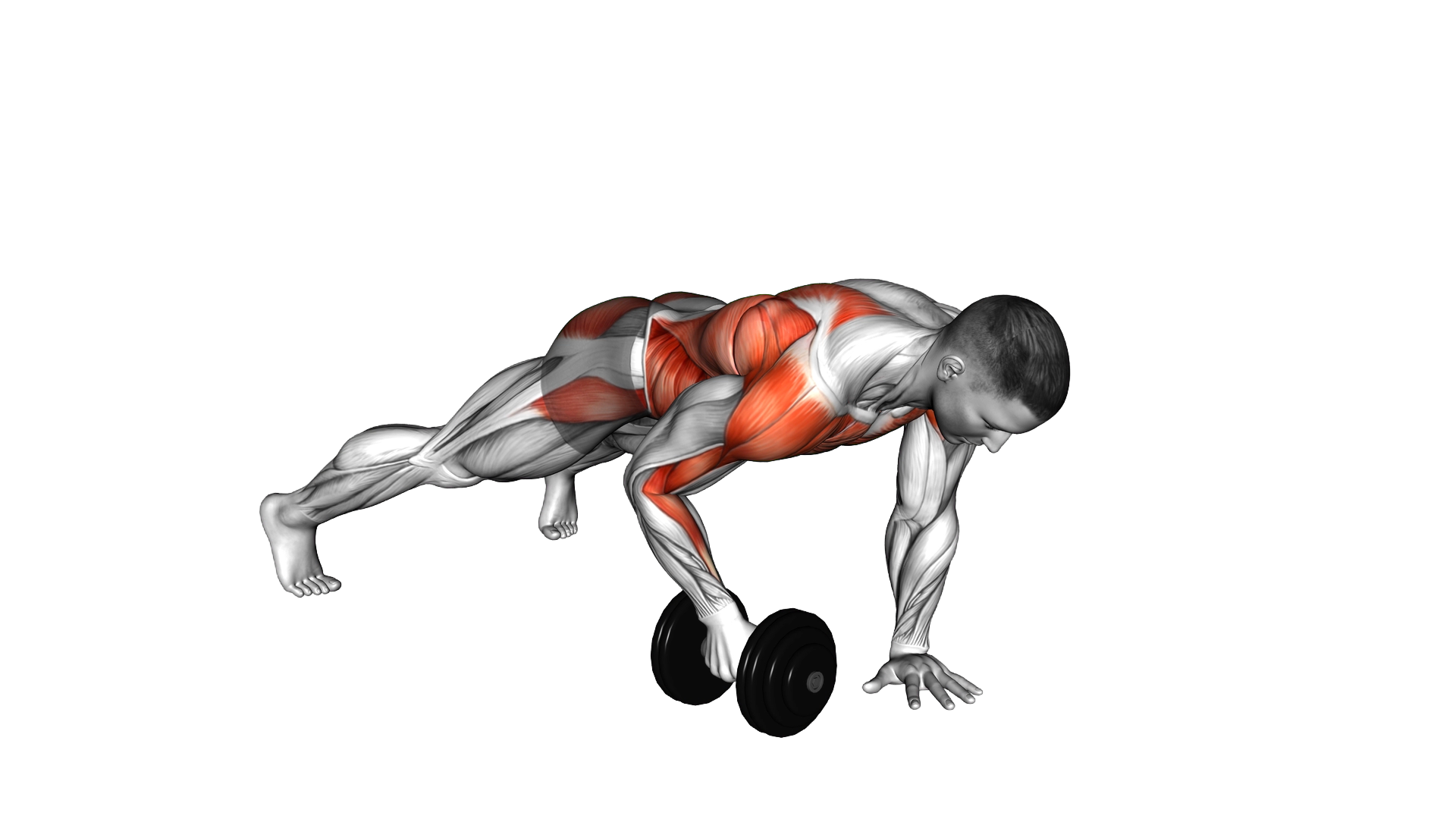 Dumbbell Plank Row exercise demonstration