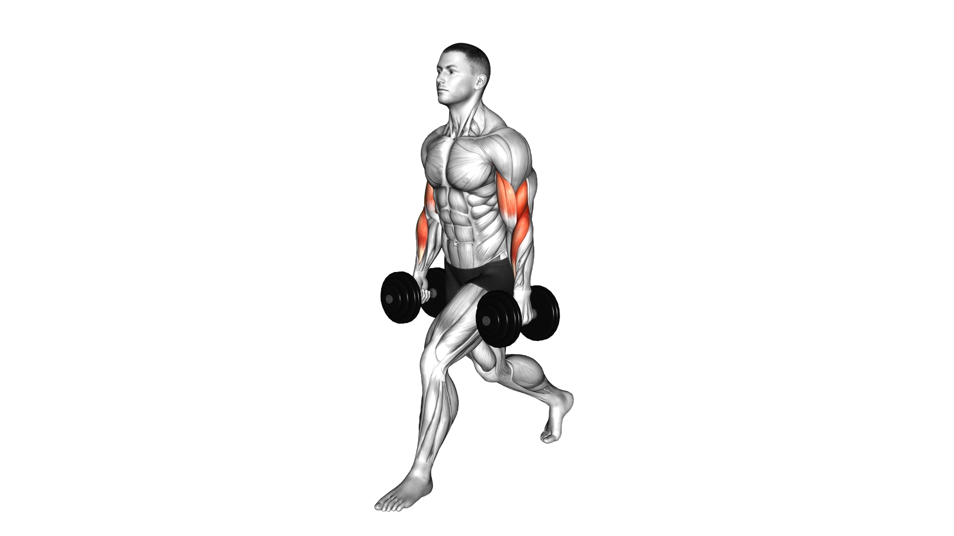 Dumbbell Split Stance Biceps Curl exercise demonstration