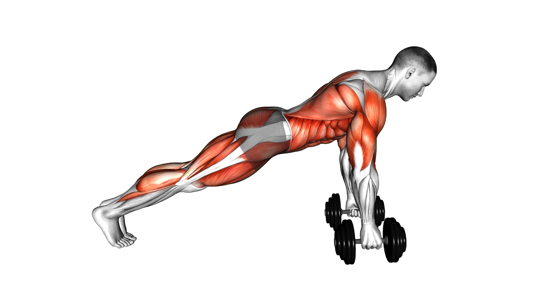 Dumbbell Bear Crawl Push up exercise demonstration