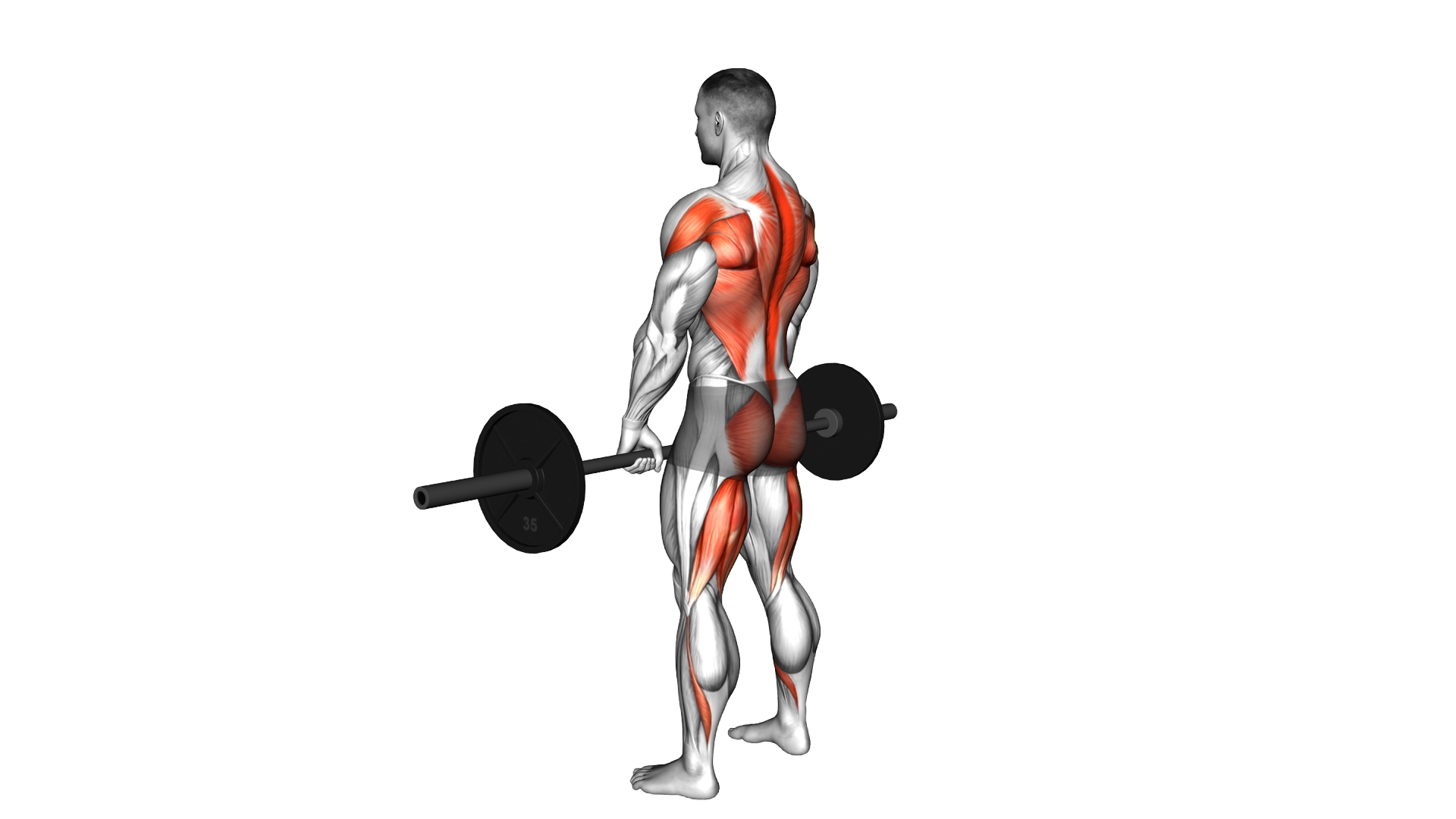 Barbell Romanian Deadlift to Row exercise demonstration