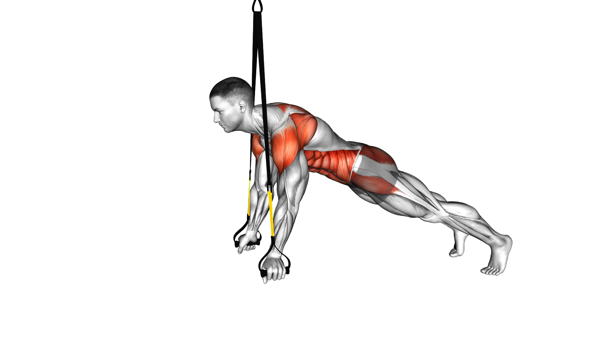 Suspender Prone Ts exercise demonstration