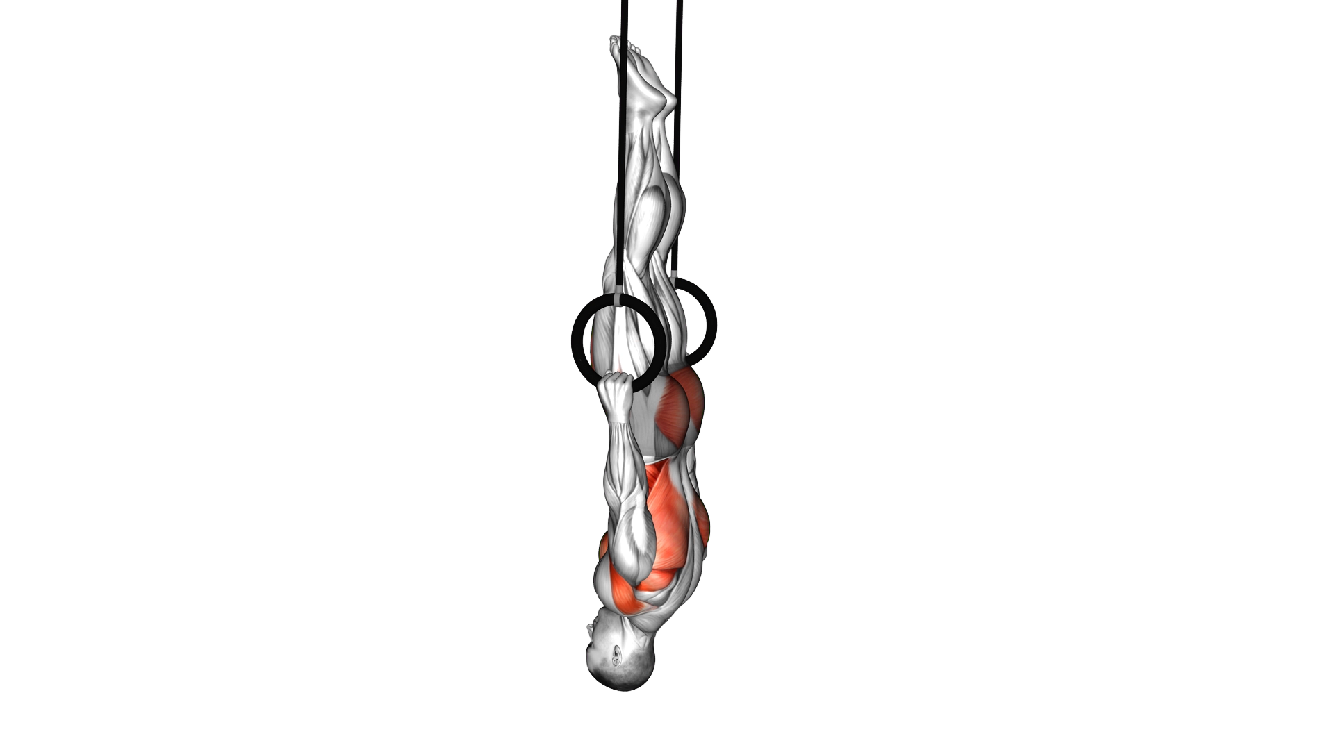 Ring Front Lever exercise demonstration