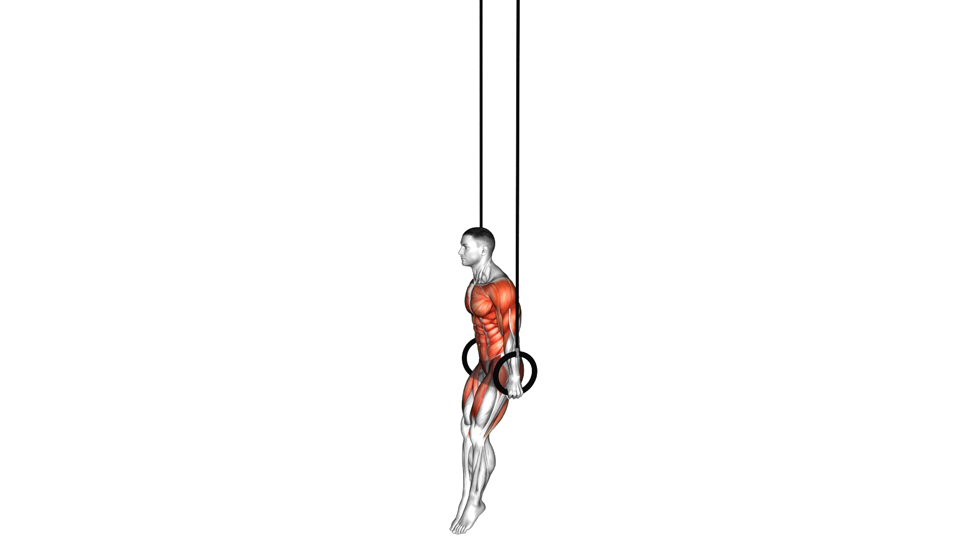 Ring Handstand exercise demonstration