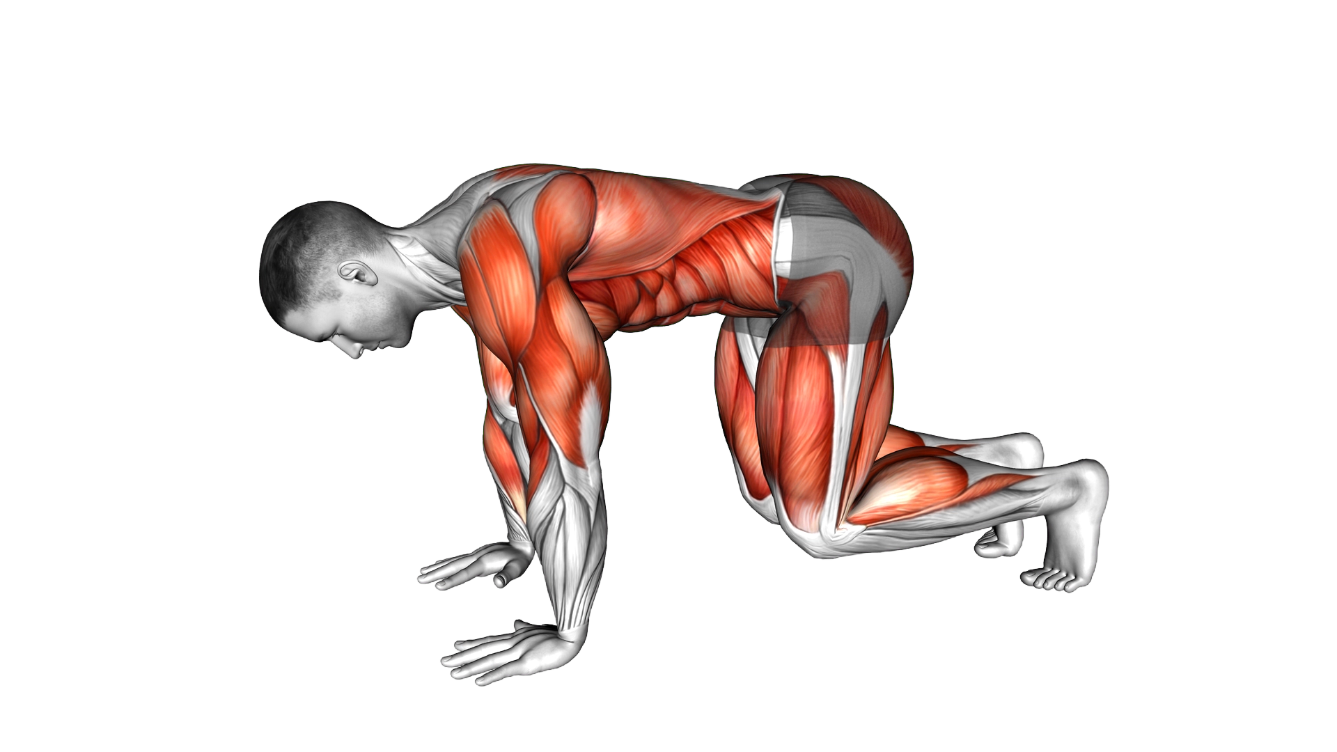 Bear Push Up exercise demonstration
