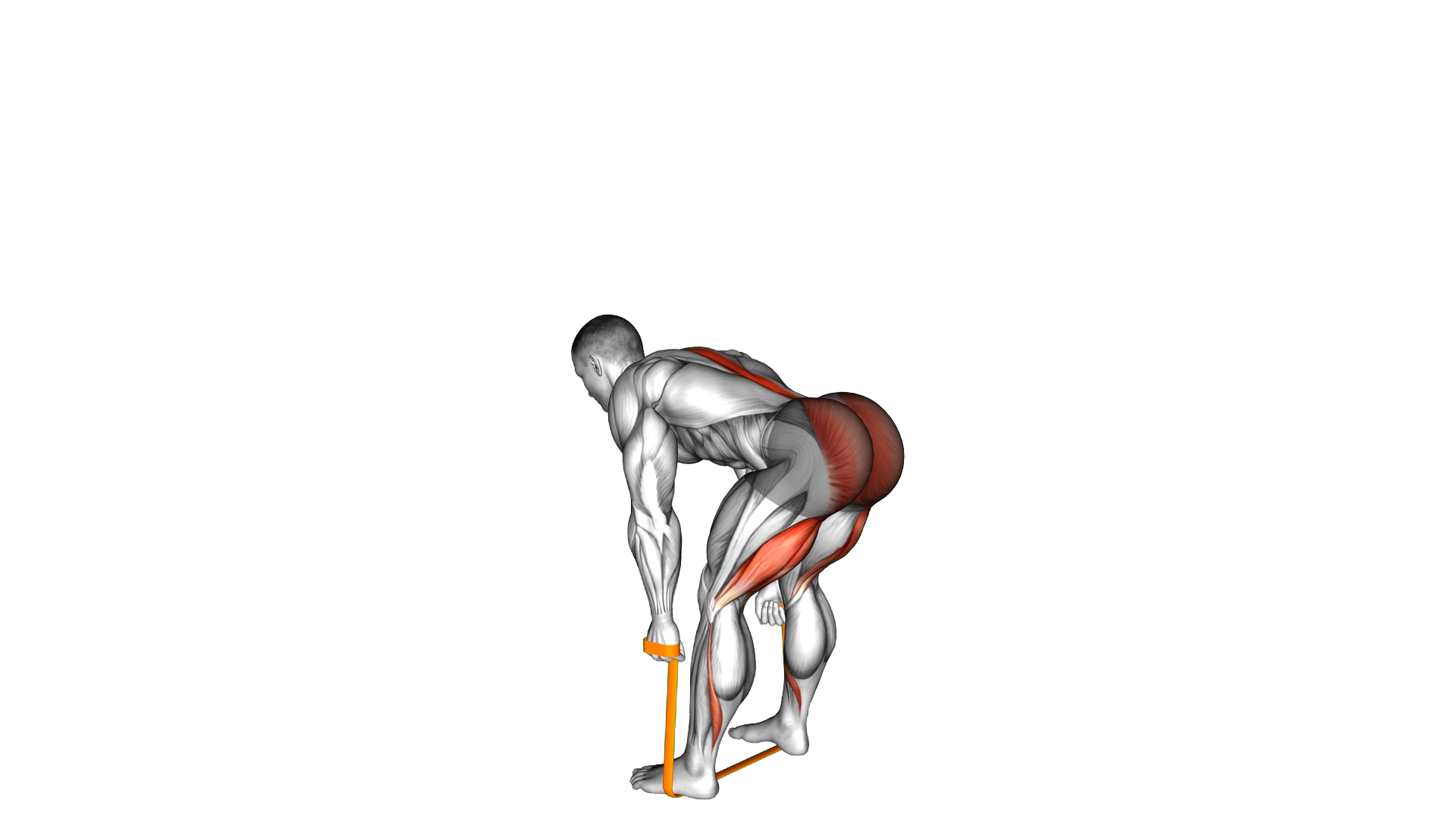 Resistance Band Romanian Deadlift exercise demonstration