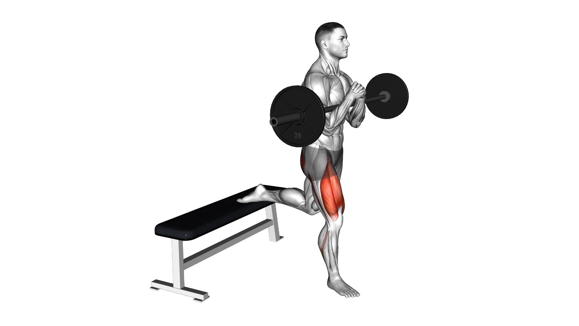 Barbell Zercher Bulgarian Split Squat exercise demonstration