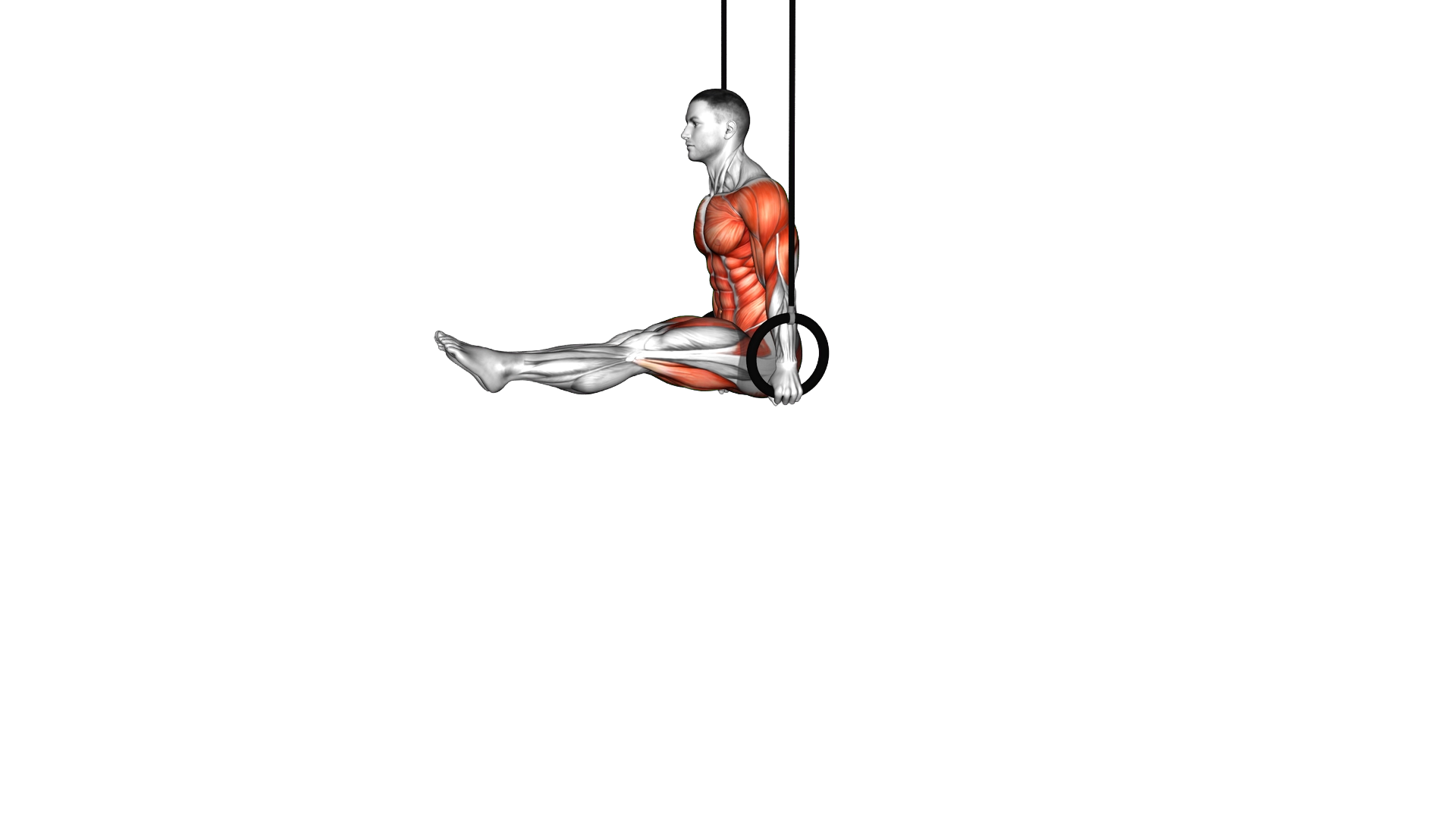 Ring Back Roll to Support exercise demonstration