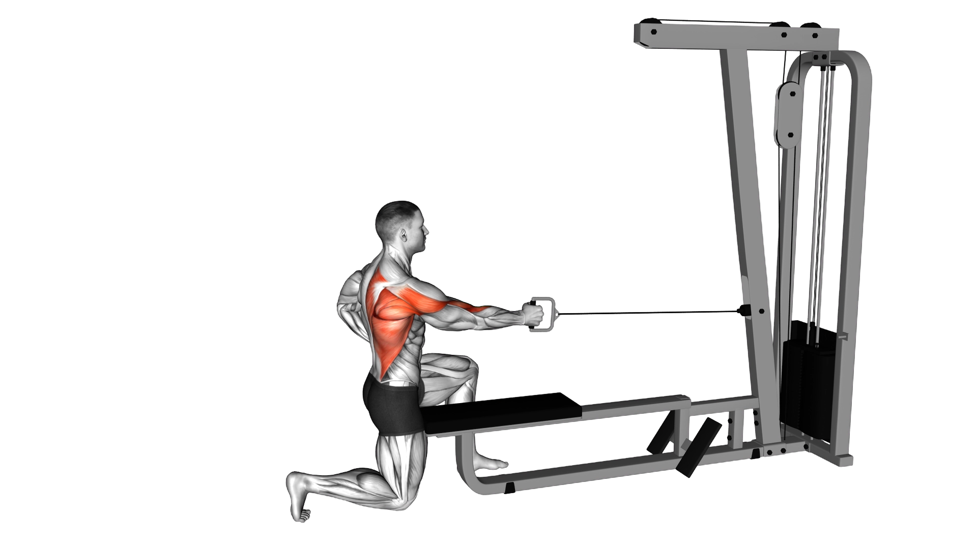 Cable Half Kneeling Single Arm Row exercise demonstration