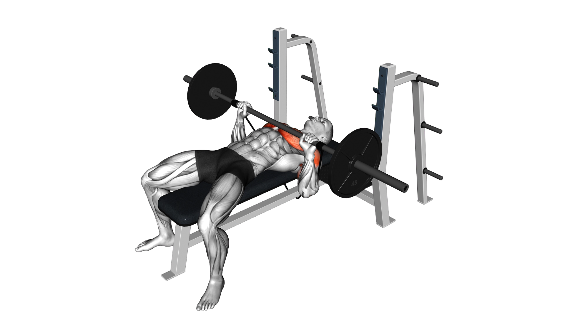 Barbell Banded Bench Press exercise demonstration