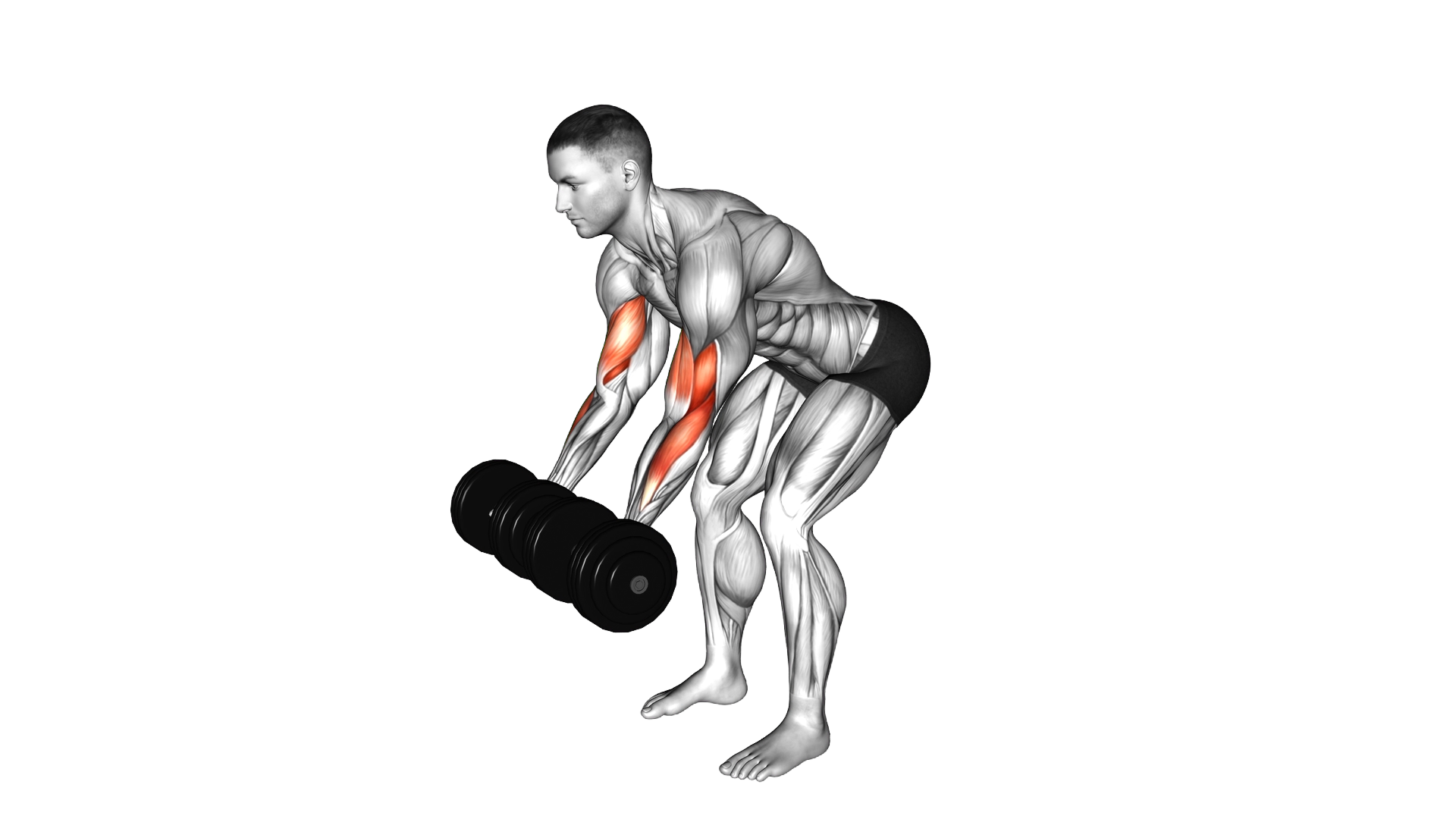 Dumbbell Bent Over Curl exercise demonstration