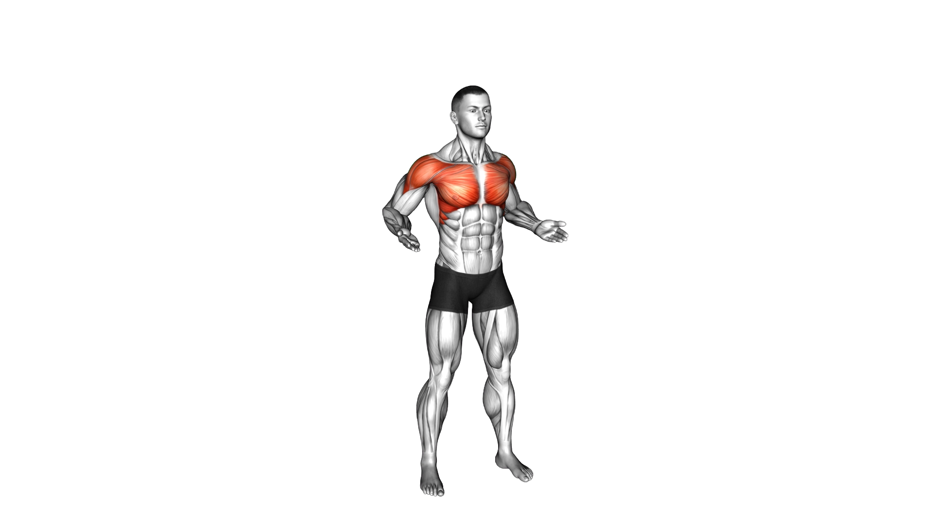Chest Fly and Press Up exercise demonstration