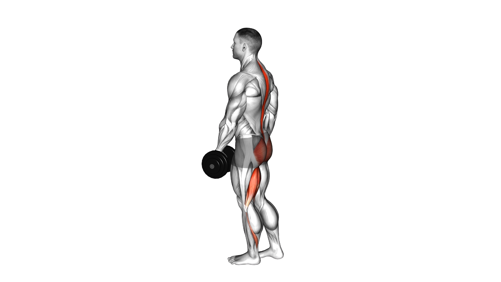 Dumbbell Ipsilateral Single Leg Stiff Leg Deadlift exercise thumbnail