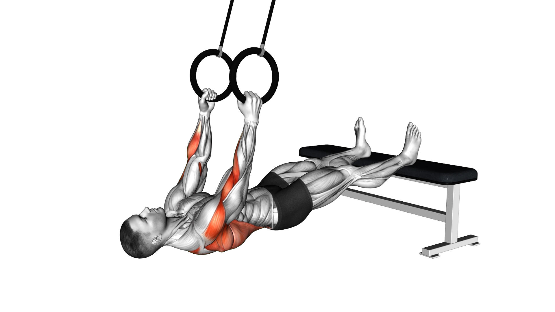 Ring Neutral Grip Inverted Row exercise thumbnail