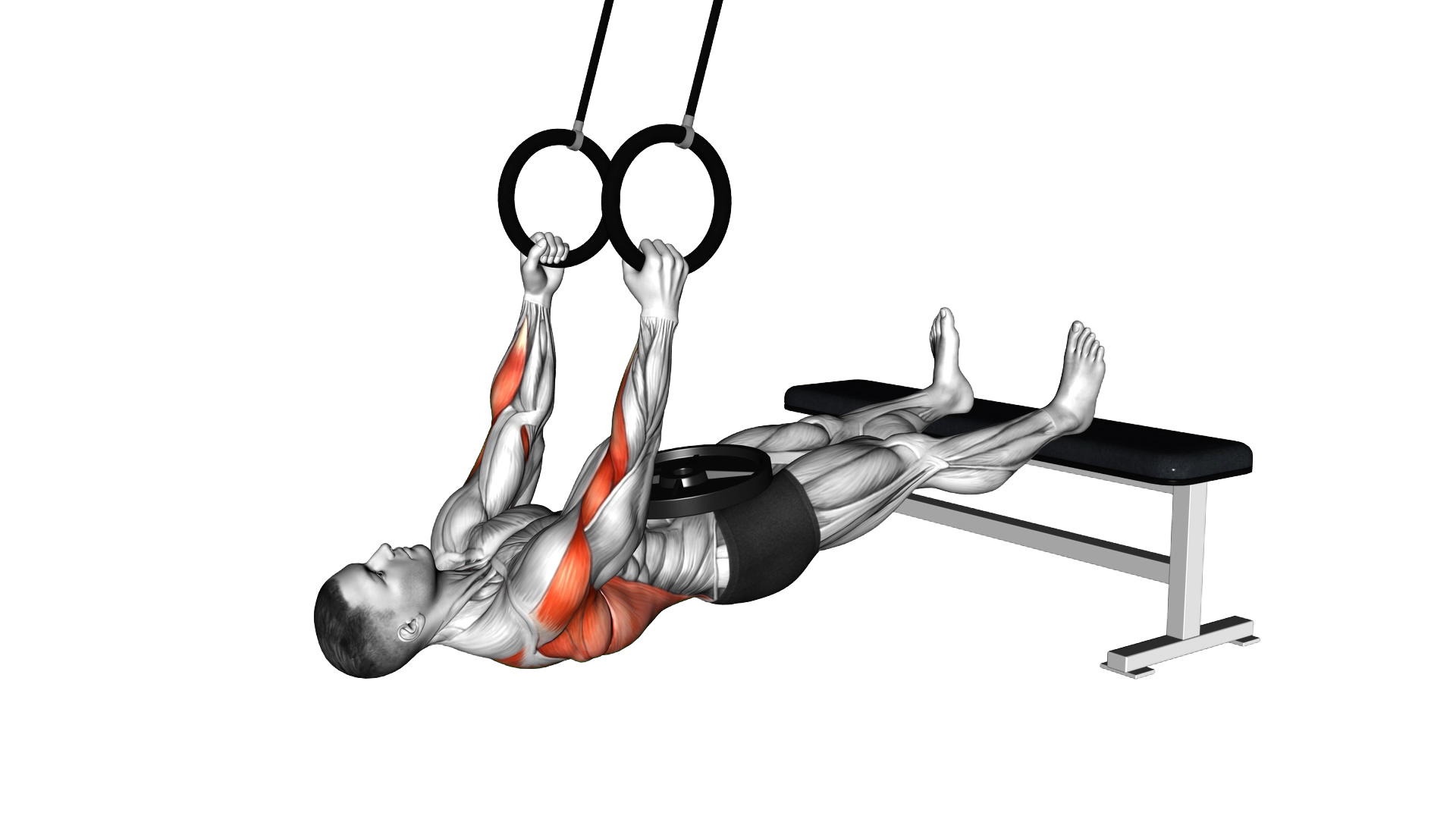 Ring Weighted Neutral Grip Inverted Row exercise demonstration