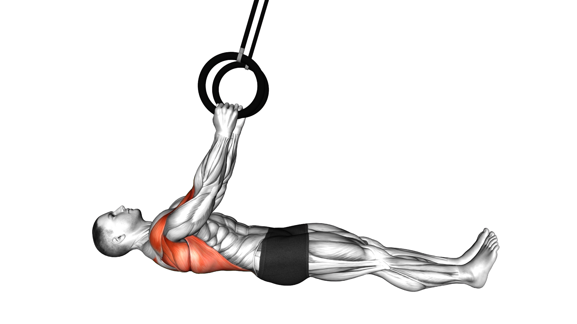 Ring Inverted Row parallel to the floor exercise demonstration