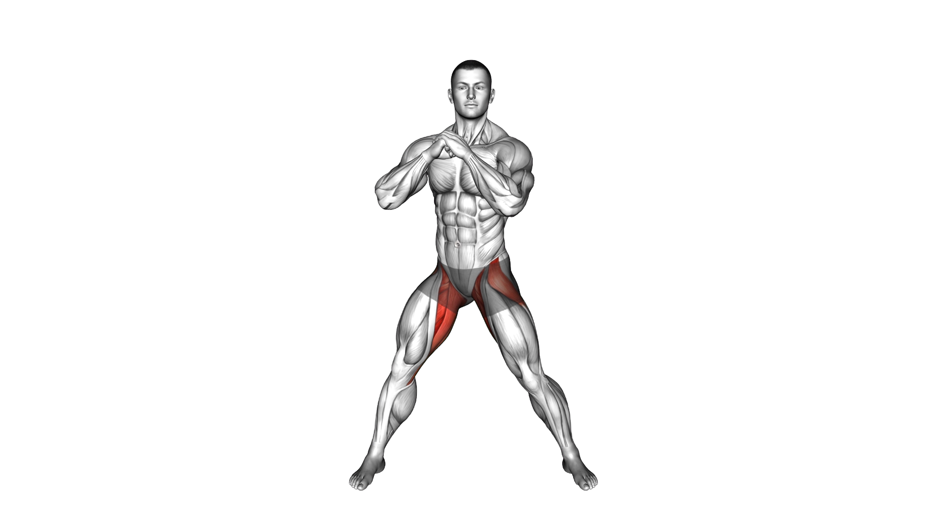 Adductors Stretch Transverse Plane exercise demonstration
