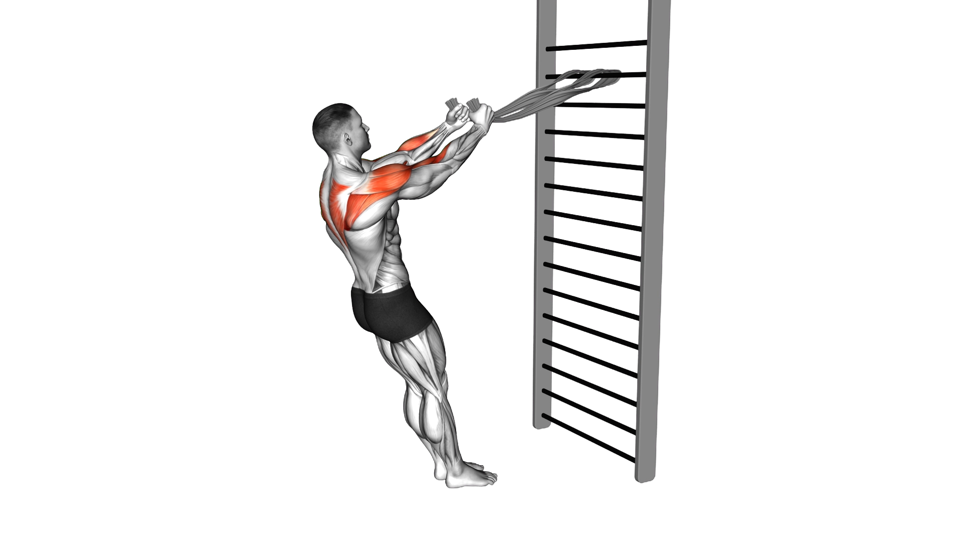 Standing Supinated Face Pull (with towels) exercise demonstration
