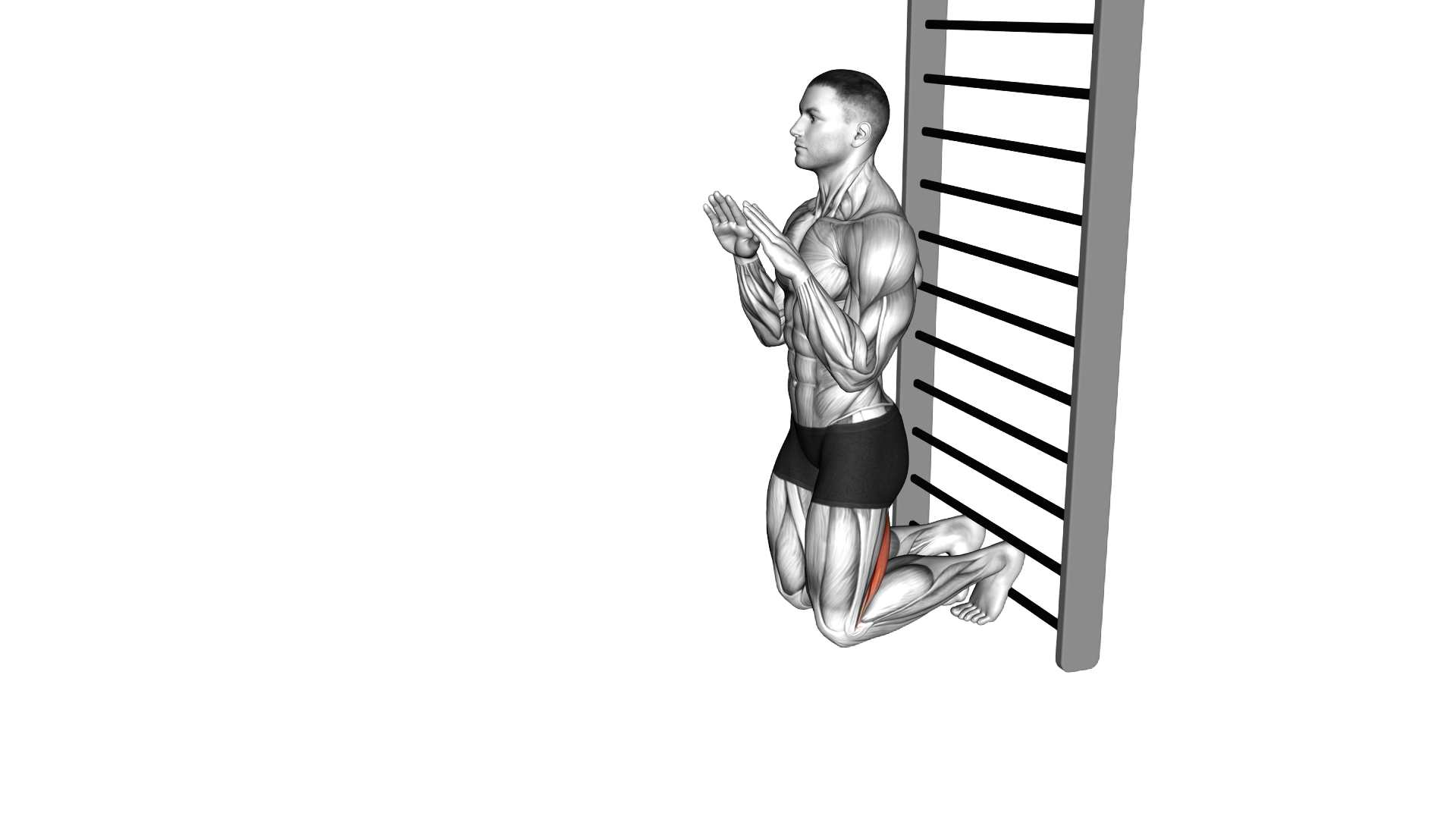 Nordic Hamstring Curl exercise demonstration