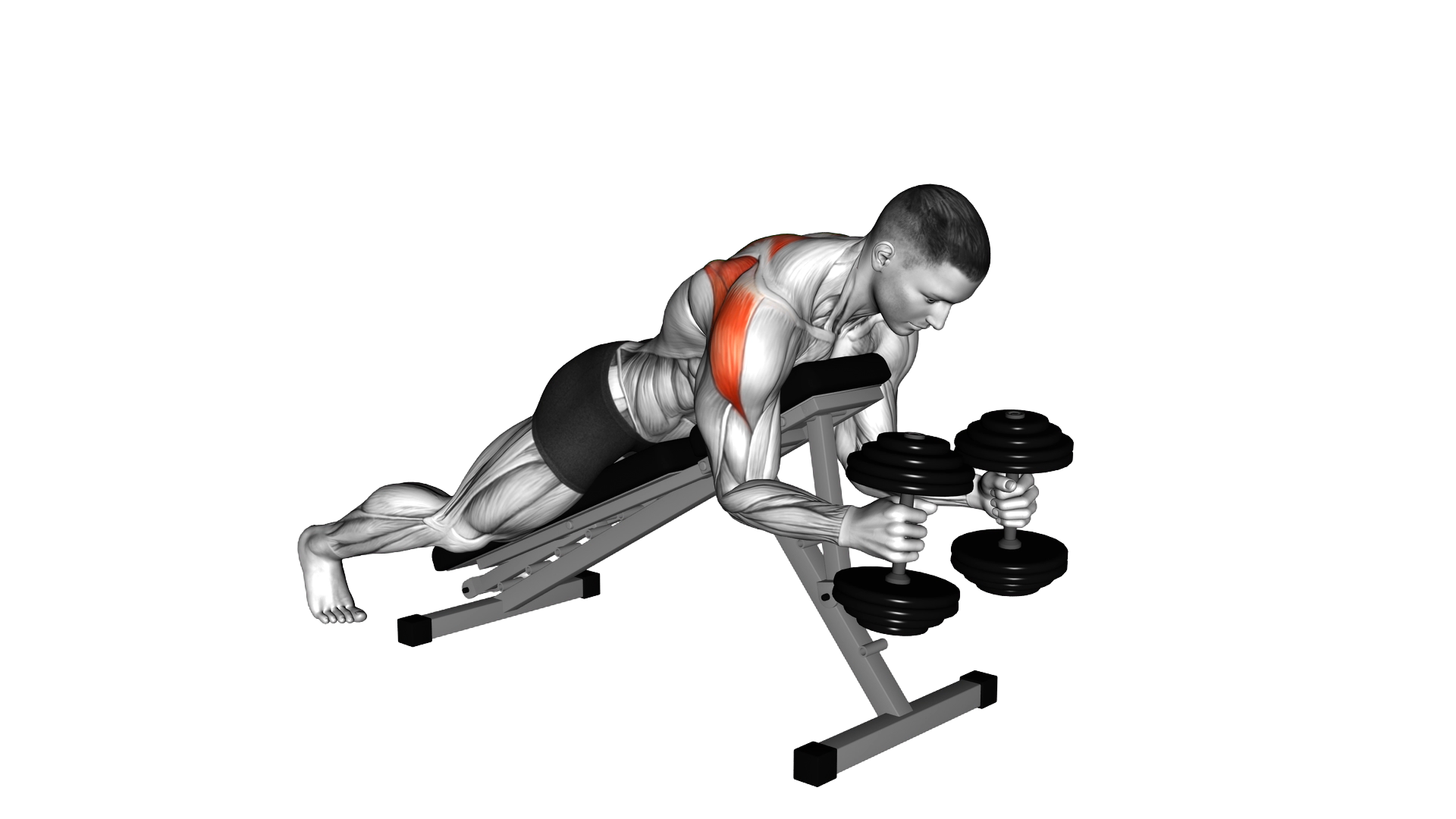 Dumbbell Prone W Raise exercise demonstration