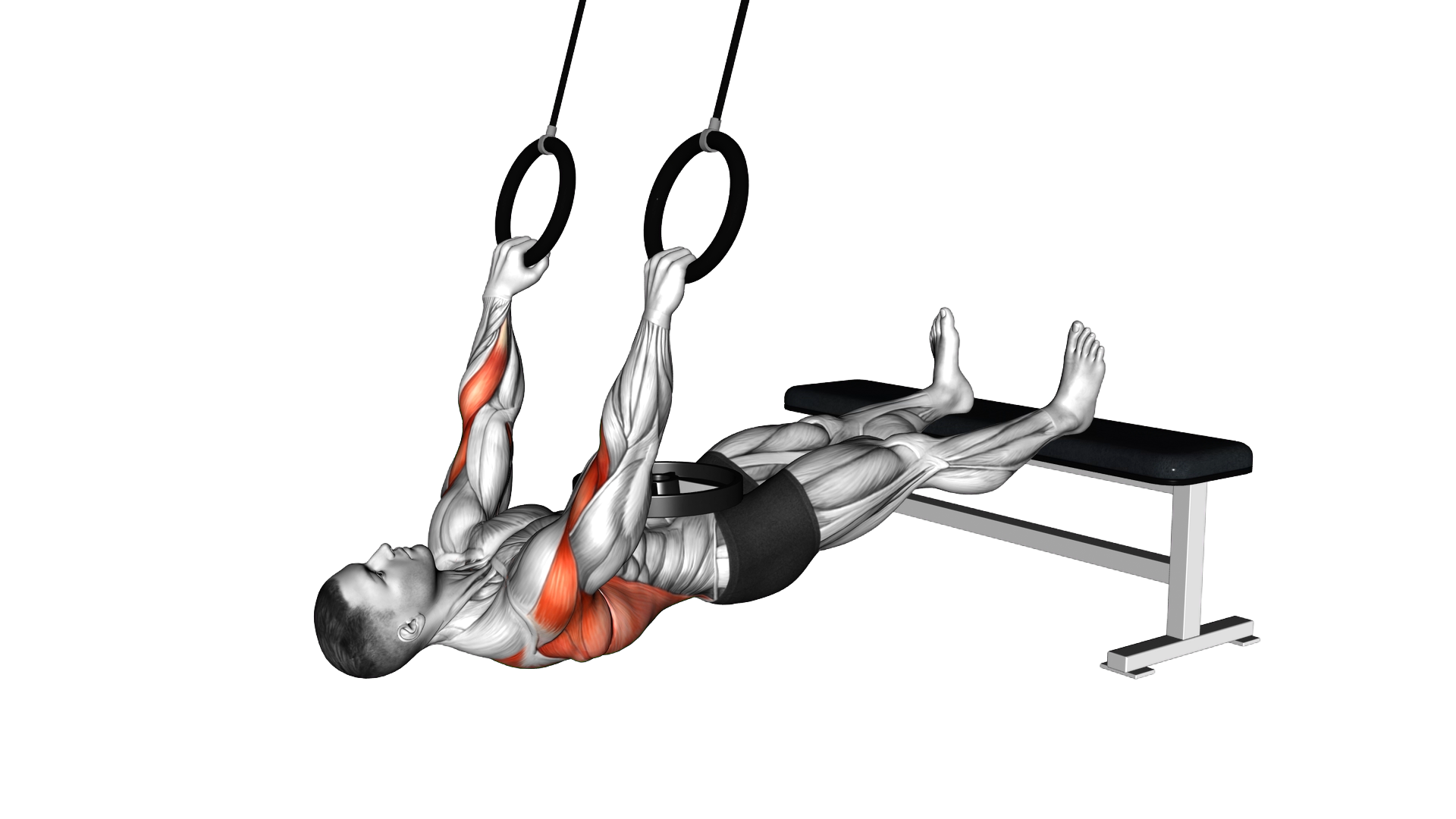 Ring Weighted Pronated Grip Inverted Row exercise demonstration