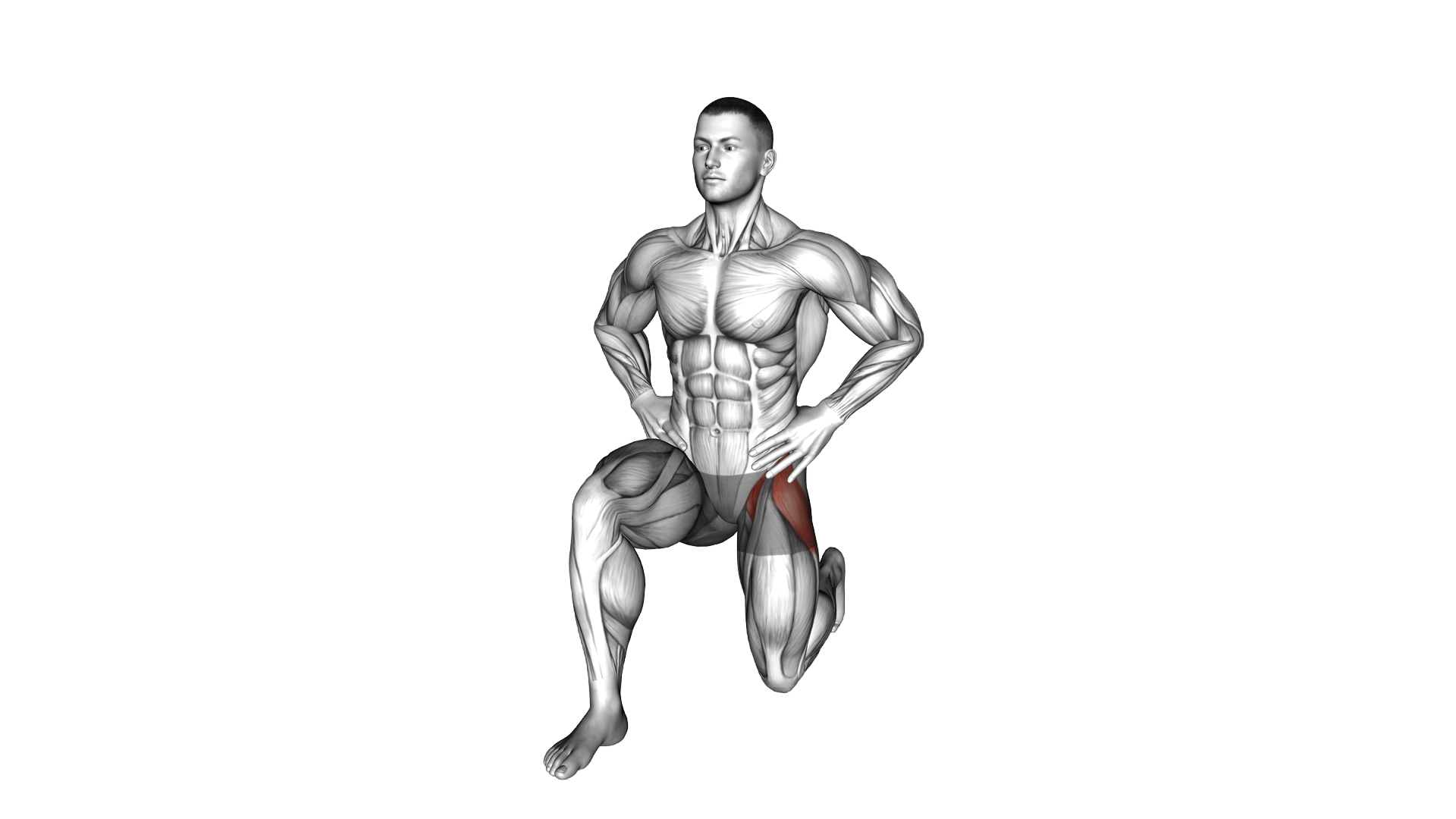 Kneeling Hip Flexor Frontal exercise demonstration