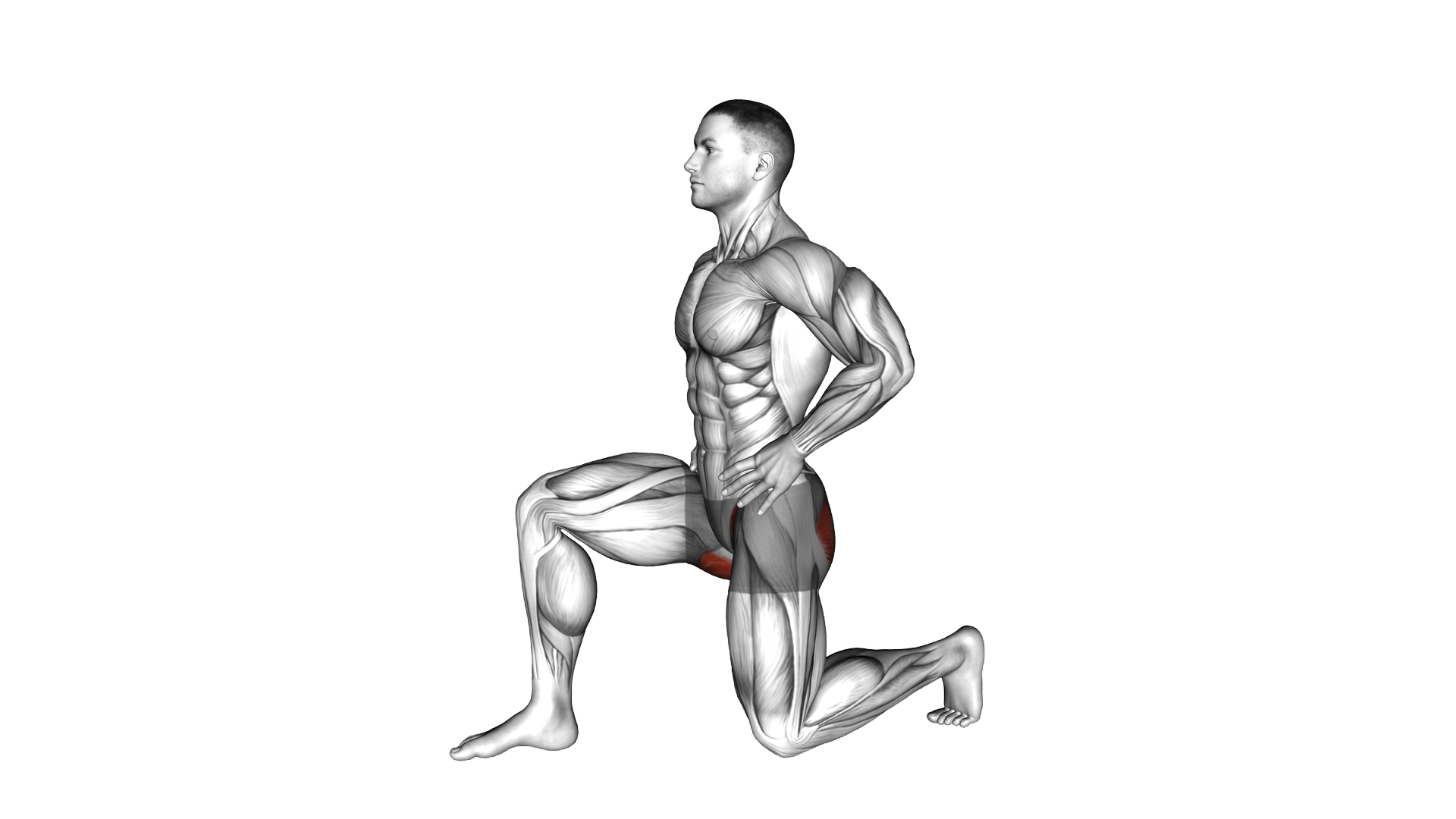 Kneeling Hip Flexor Sagital exercise demonstration