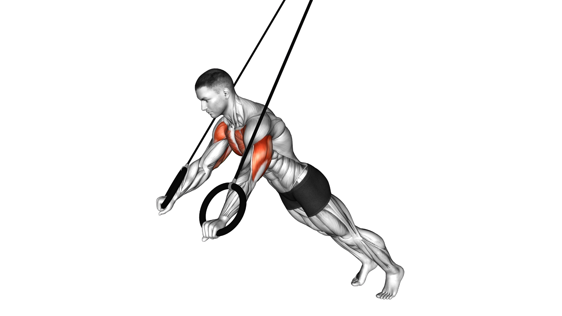 Ring Incline Push up exercise demonstration