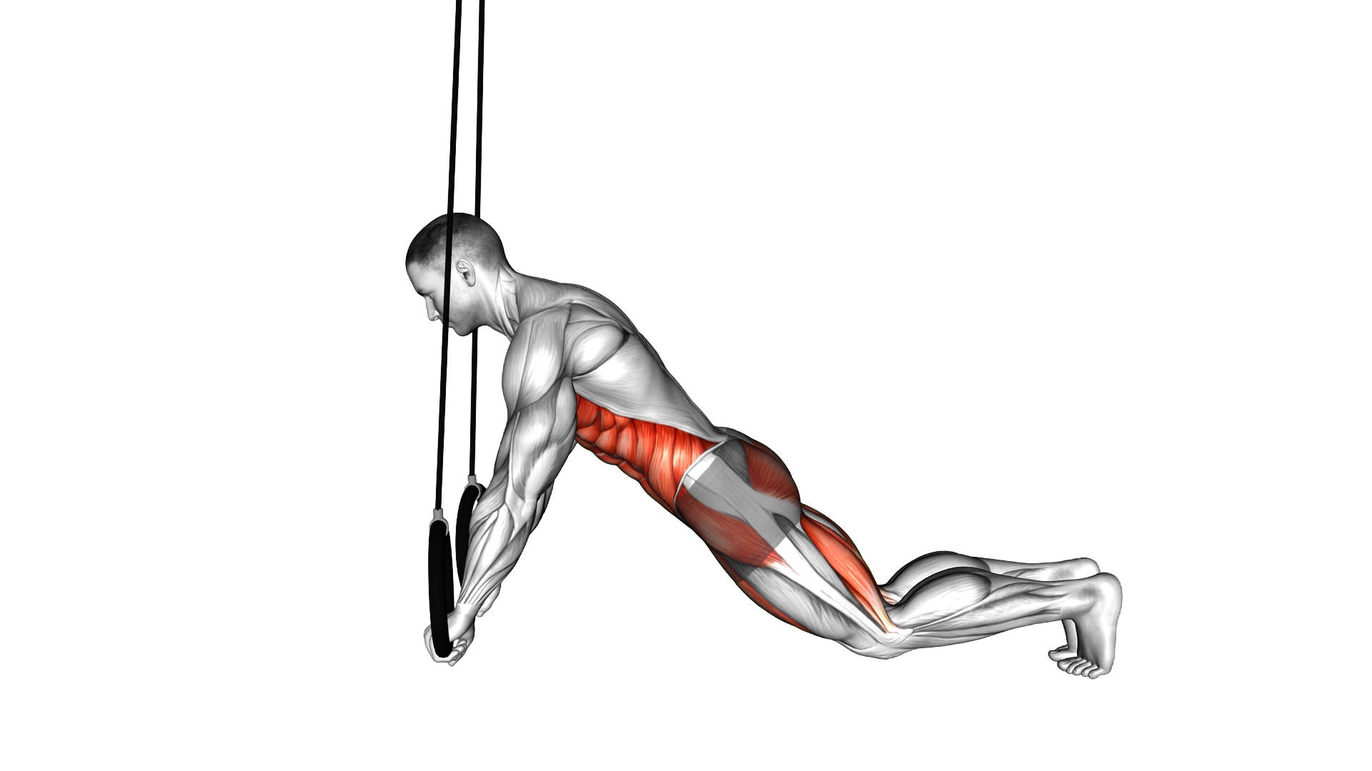 Ring Plank exercise demonstration