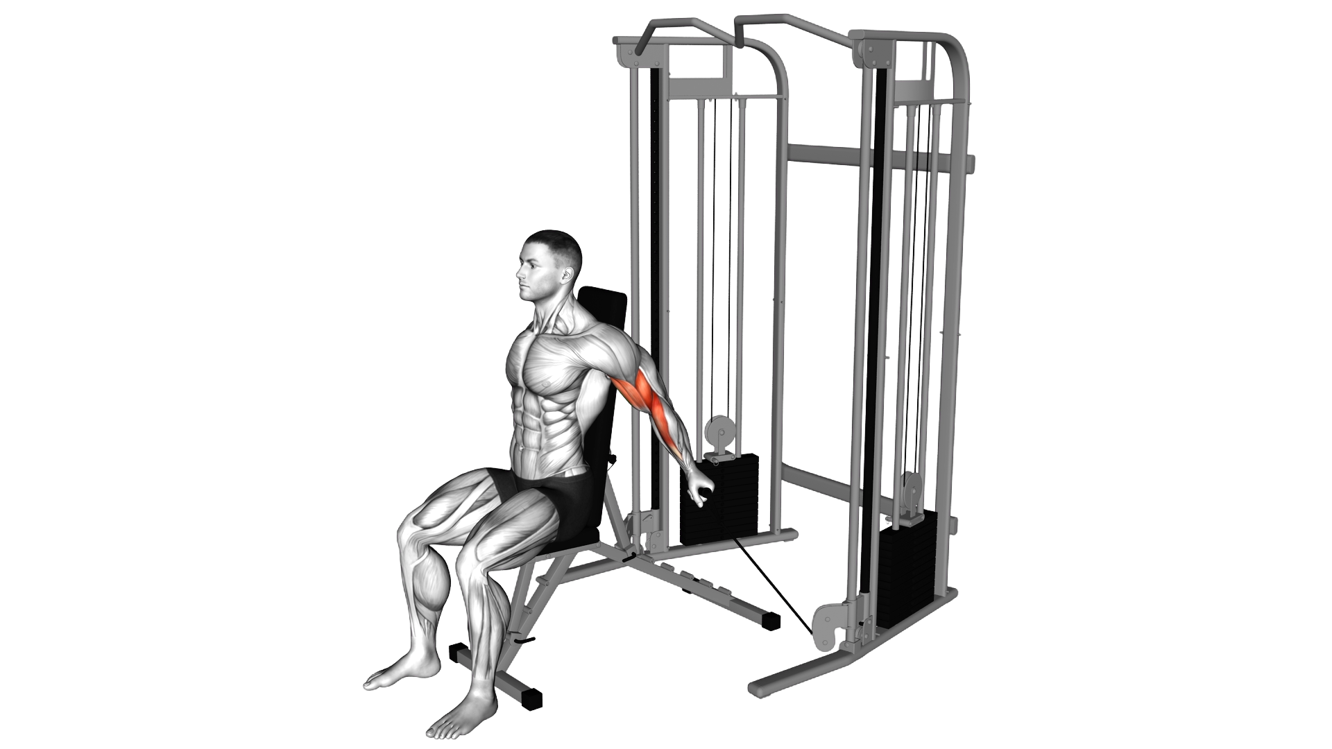 Cable Seated Unilateral Bicep Curl exercise demonstration